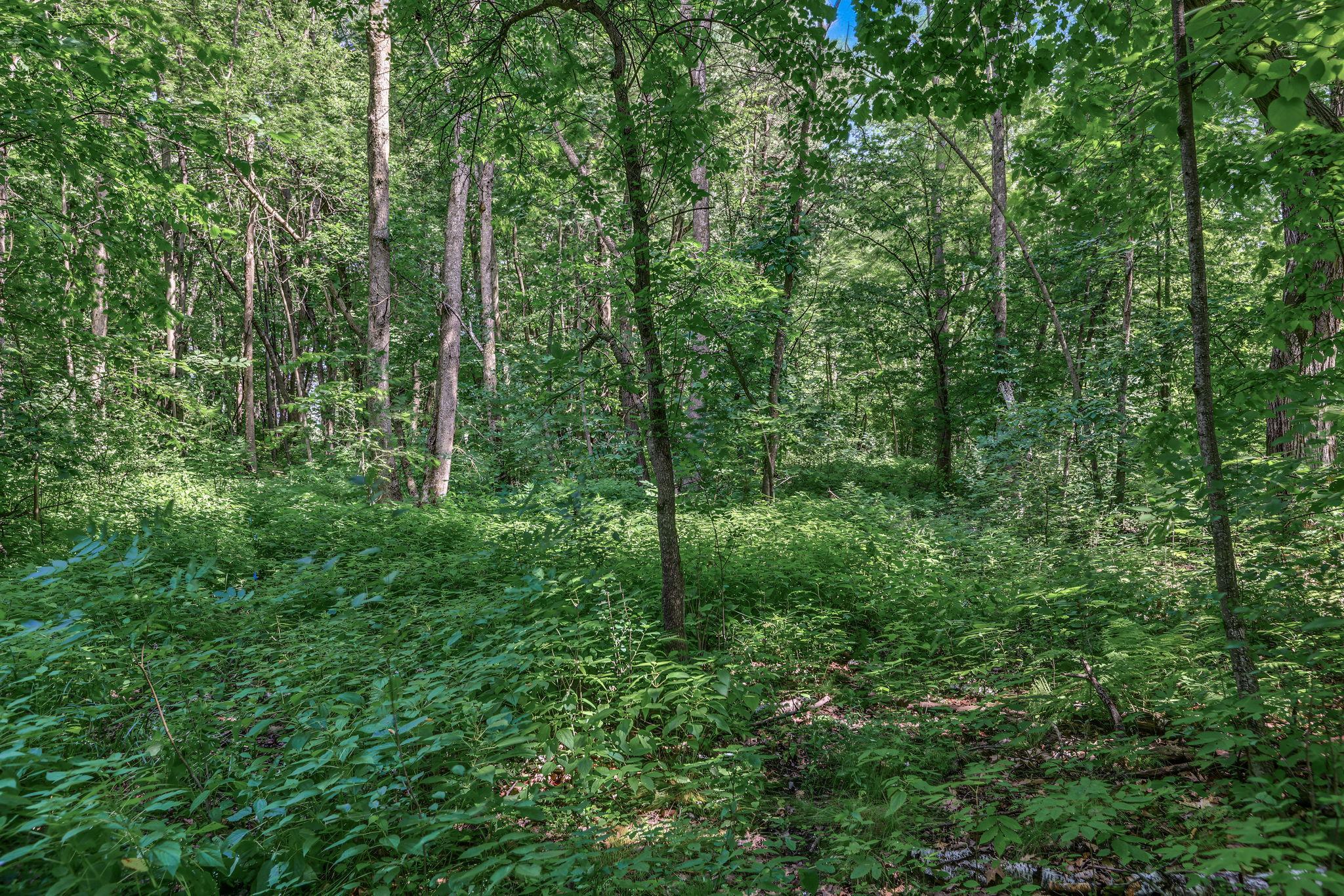 View of Land at 25179 Itasca Avenue, Forest Lake MN 55025, Forest Lake (7 of 25) - Mike Wilen | Minnesota Team Real Estate