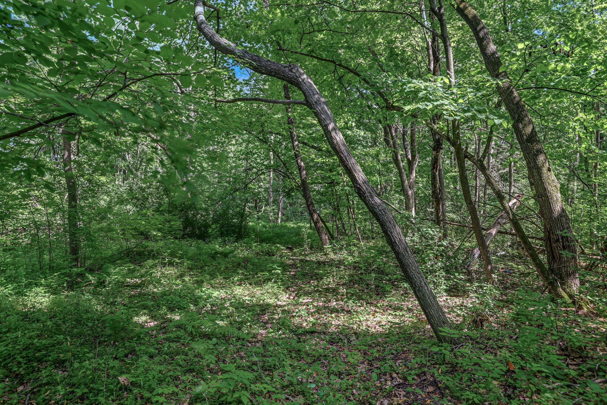 View of Land at 25179 Itasca Avenue, Forest Lake MN 55025, Forest Lake (5 of 25) - Mike Wilen | Minnesota Team Real Estate