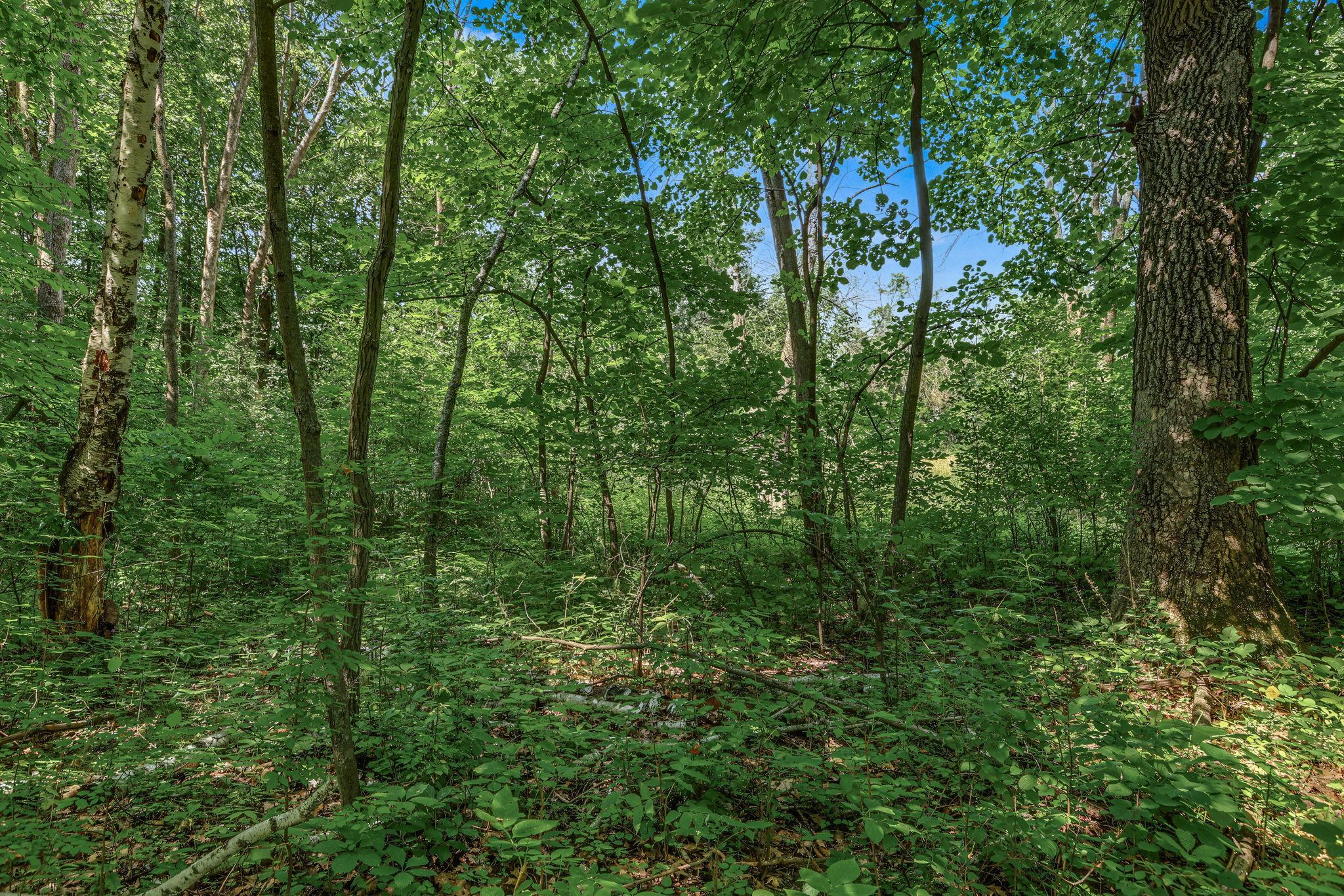 View of Land at 25179 Itasca Avenue, Forest Lake MN 55025, Forest Lake (3 of 25) - Mike Wilen | Minnesota Team Real Estate