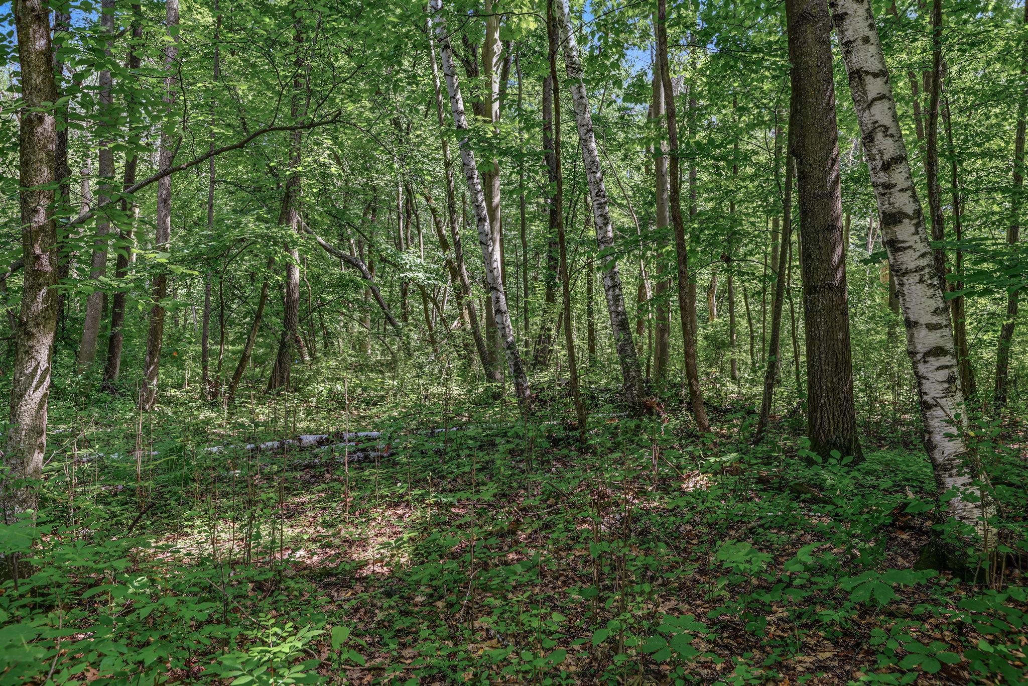View of Land at 25179 Itasca Avenue, Forest Lake MN 55025, Forest Lake (2 of 25) - Mike Wilen | Minnesota Team Real Estate