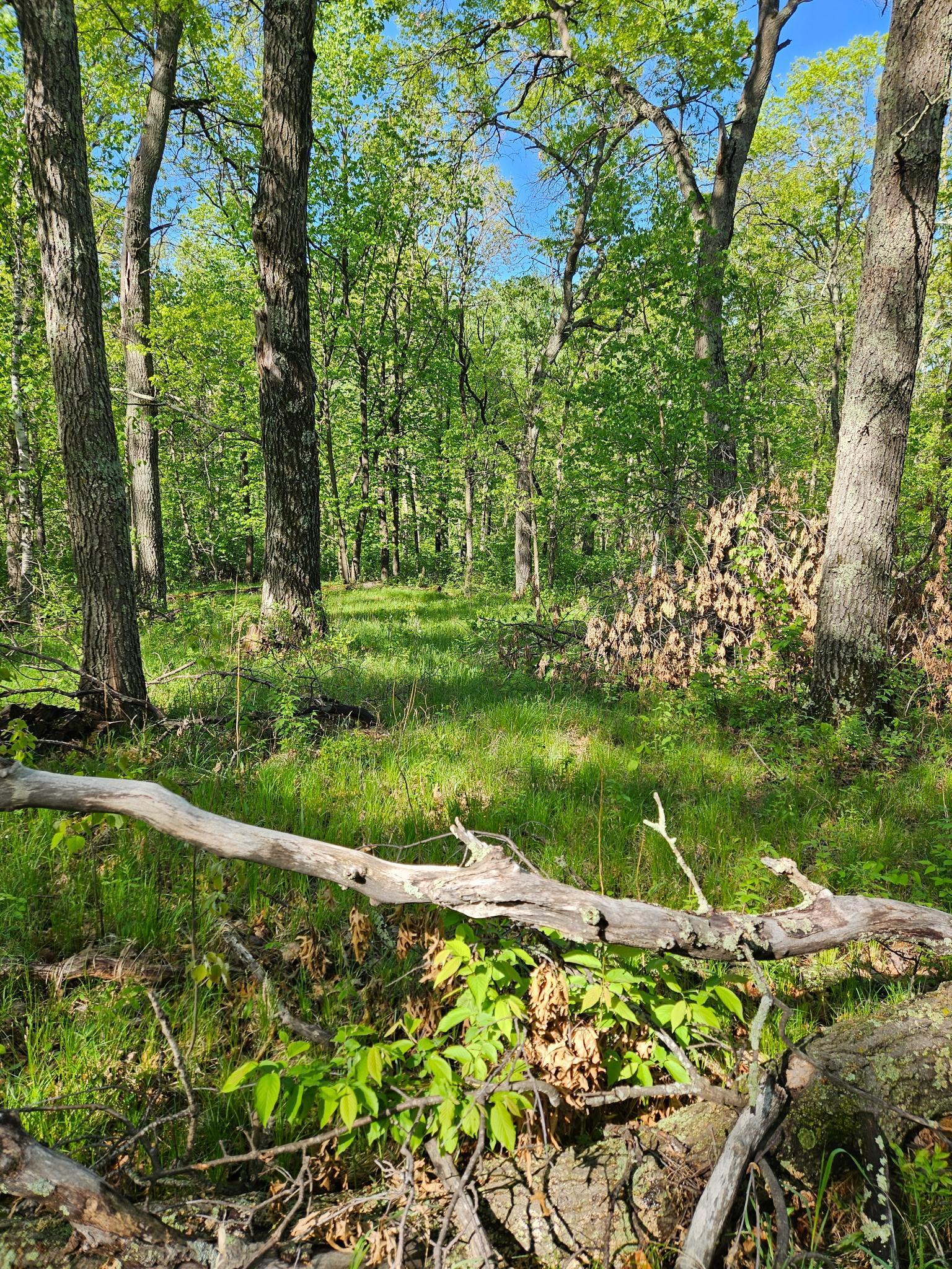 View of Land at TBD Lot 49, Blk 1 HURON DR., Breezy Point MN 56472, Breezy Point (3 of 8) - Mike Wilen | Minnesota Team Real Estate