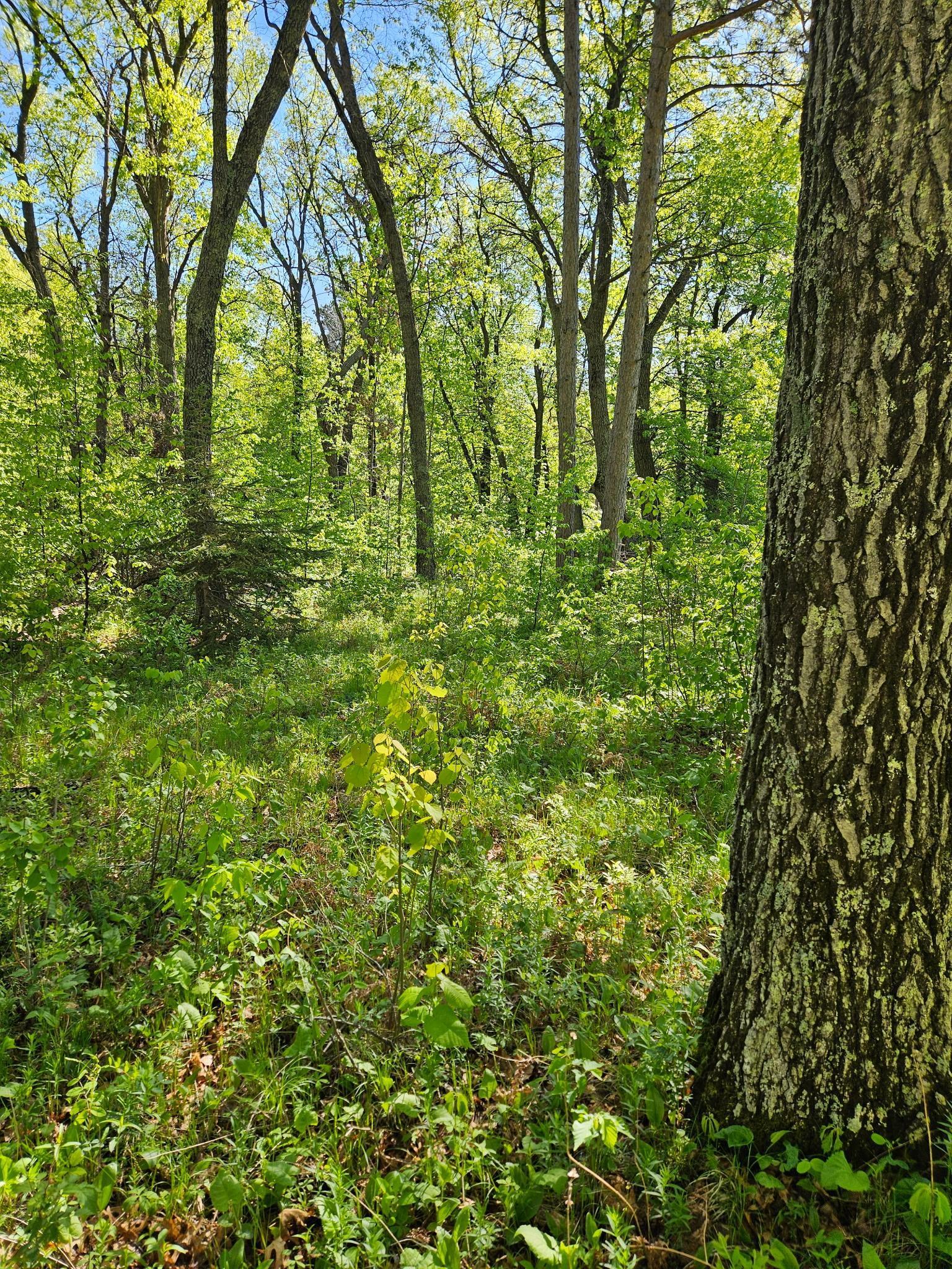 View of Land at TBD Lot 49, Blk 1 HURON DR., Breezy Point MN 56472, Breezy Point (6 of 8) - Mike Wilen | Minnesota Team Real Estate