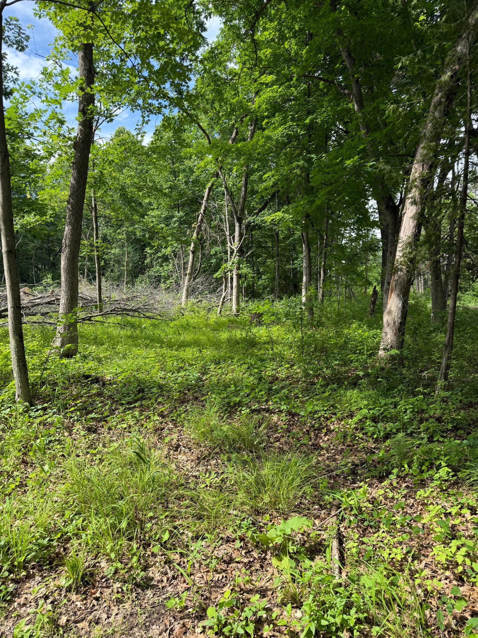 View of Land at 12216 Arcola Trail, Stillwater MN 55082, Stillwater (3 of 22) - Mike Wilen | Minnesota Team Real Estate