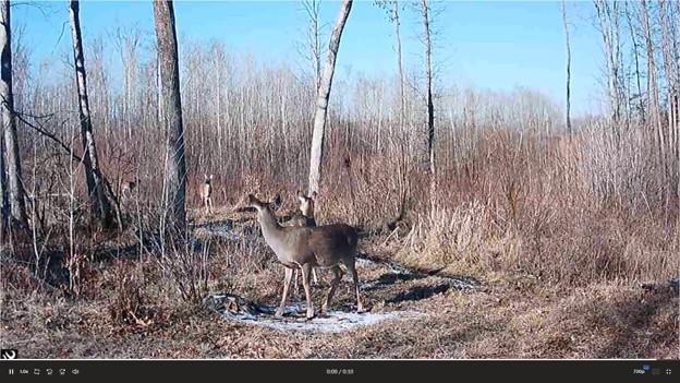View of Residential at 44047 Little Pine Road, Emily MN 56447, Emily (78 of 92) - Mike Wilen | Minnesota Team Real Estate