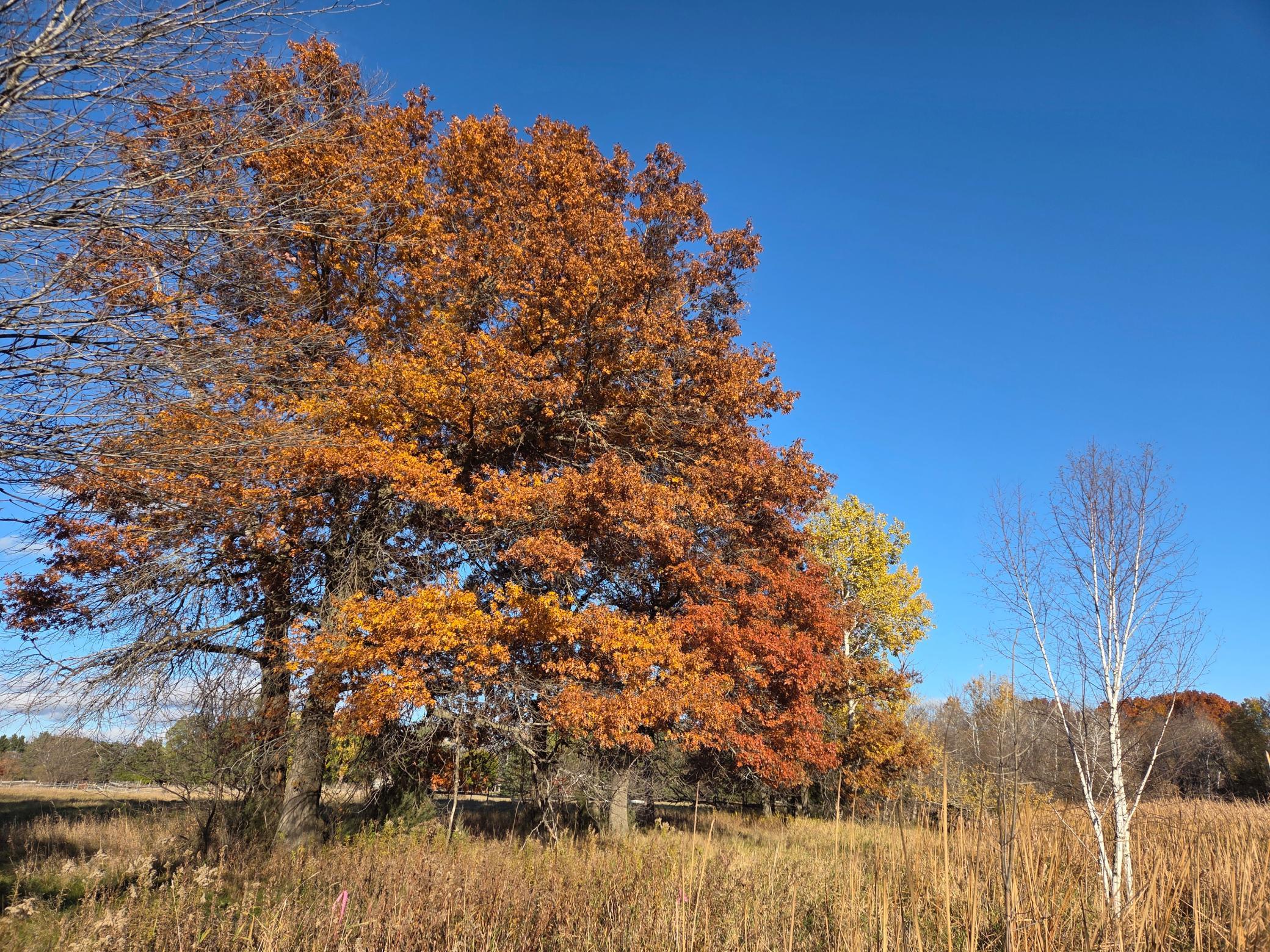 View of Land at 251x 183rd Ave NE, East Bethel MN 55092, East Bethel (7 of 42) - Mike Wilen | Minnesota Team Real Estate