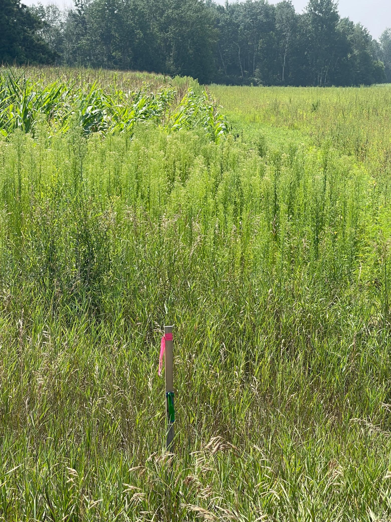 View of Land at XXX 17th Street, Princeton MN 55371, Princeton (9 of 10) - Mike Wilen | Minnesota Team Real Estate