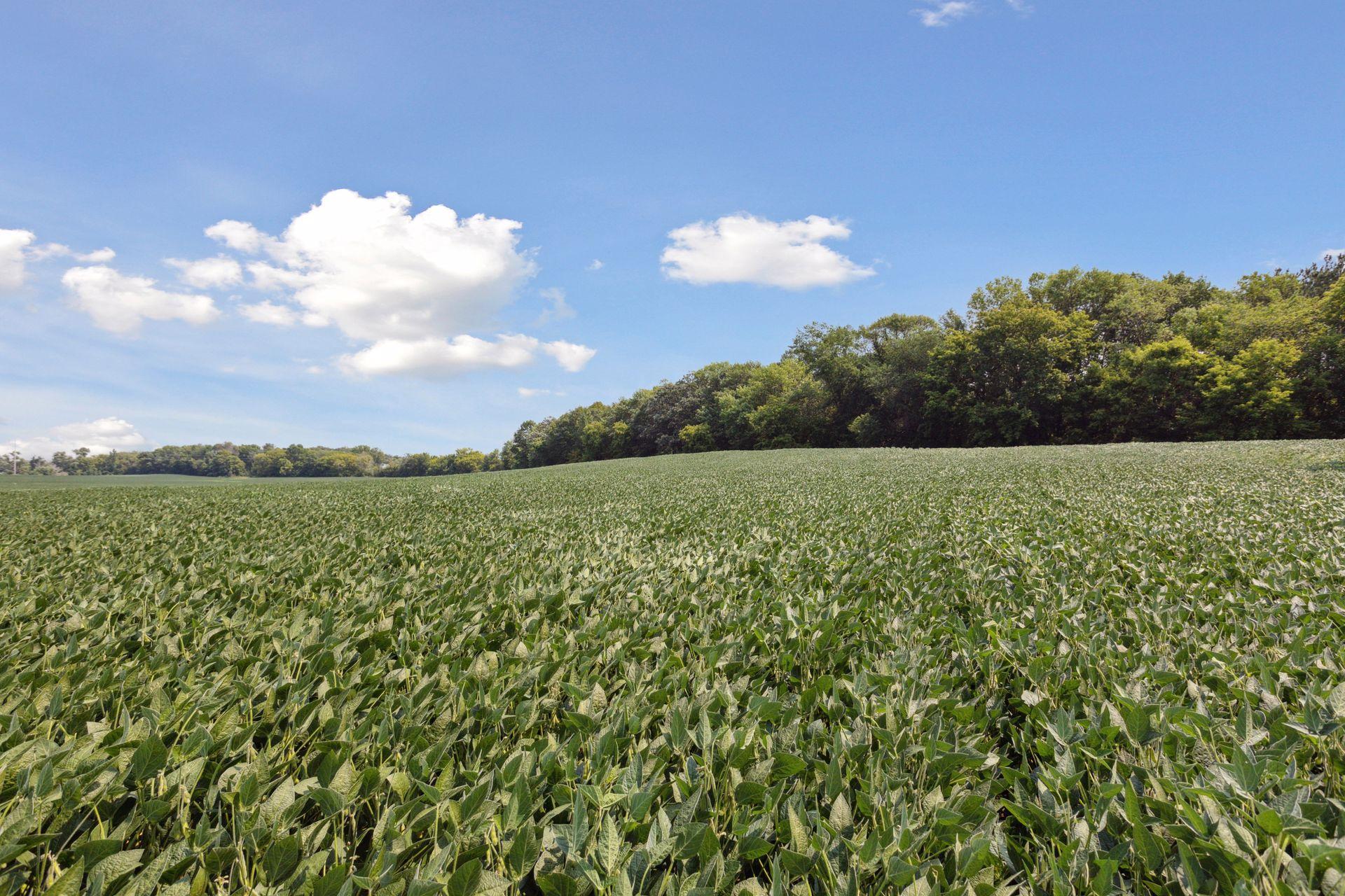 View of Land at 24x2 Holy Name Drive, Medina MN 55340, Medina (11 of 27) - Mike Wilen | Minnesota Team Real Estate
