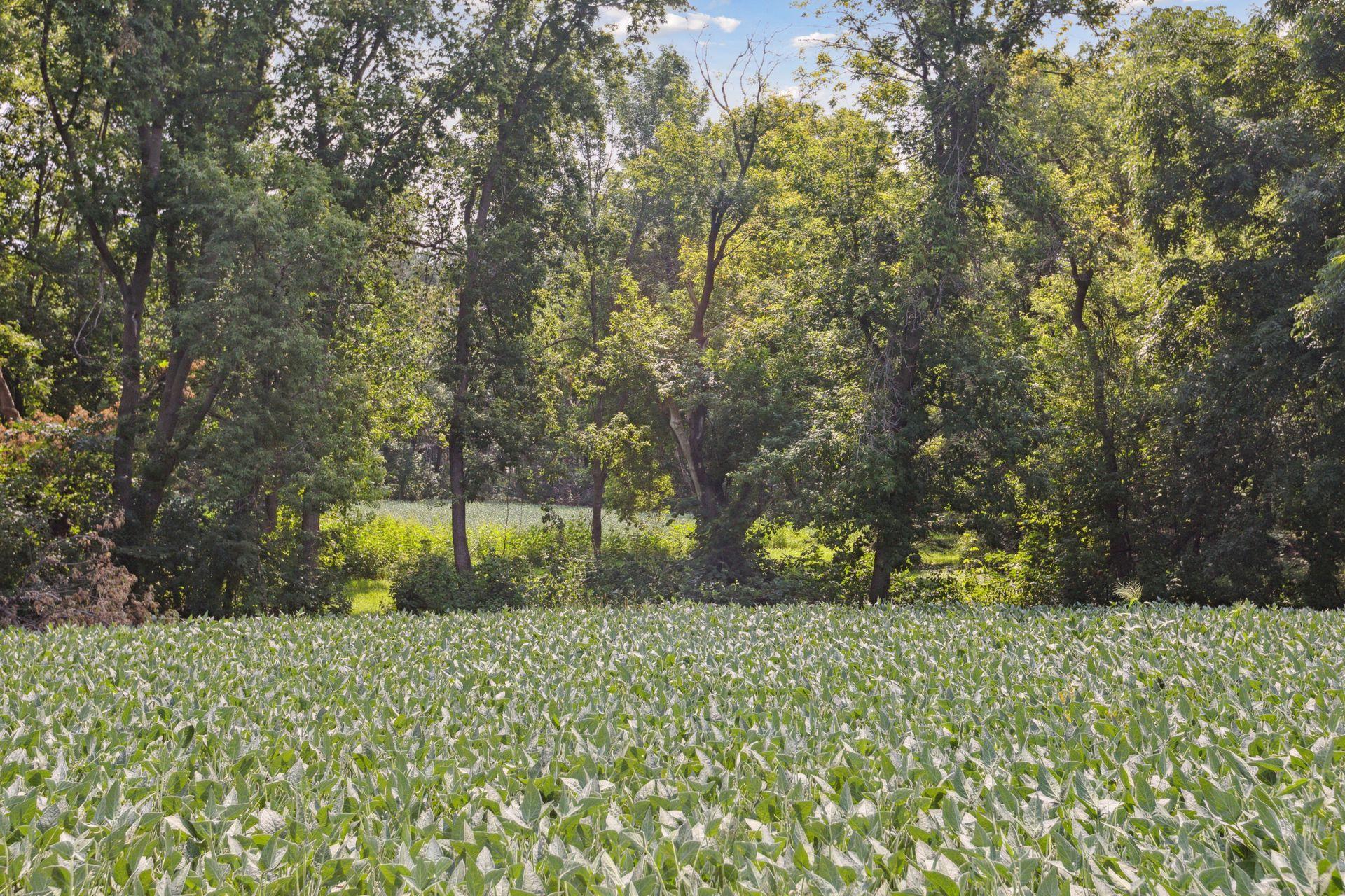 View of Land at 24x2 Holy Name Drive, Medina MN 55340, Medina (7 of 27) - Mike Wilen | Minnesota Team Real Estate