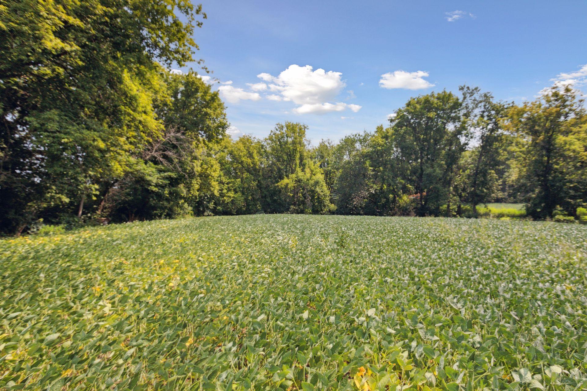 View of Land at 24x2 Holy Name Drive, Medina MN 55340, Medina (6 of 27) - Mike Wilen | Minnesota Team Real Estate