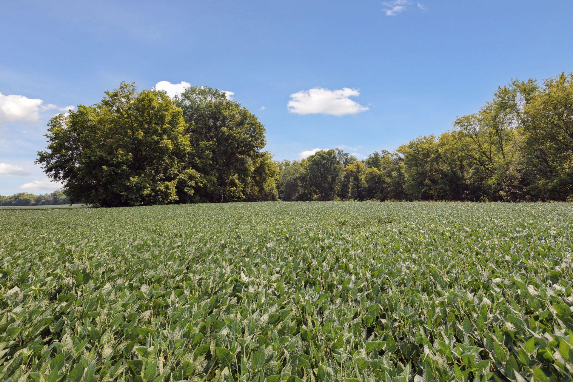 View of Land at 24x2 Holy Name Drive, Medina MN 55340, Medina (5 of 27) - Mike Wilen | Minnesota Team Real Estate