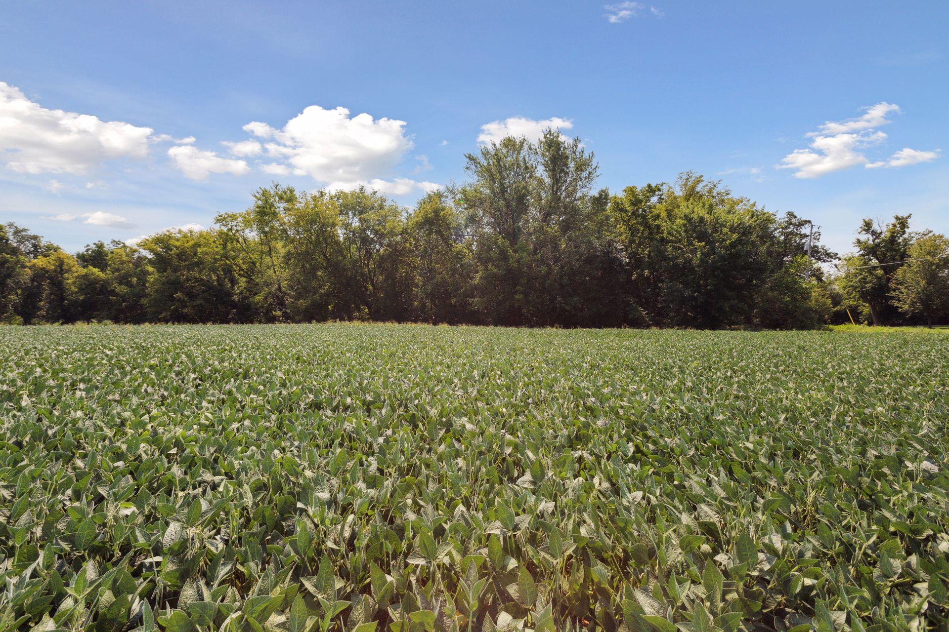 View of Land at 24x2 Holy Name Drive, Medina MN 55340, Medina (4 of 27) - Mike Wilen | Minnesota Team Real Estate