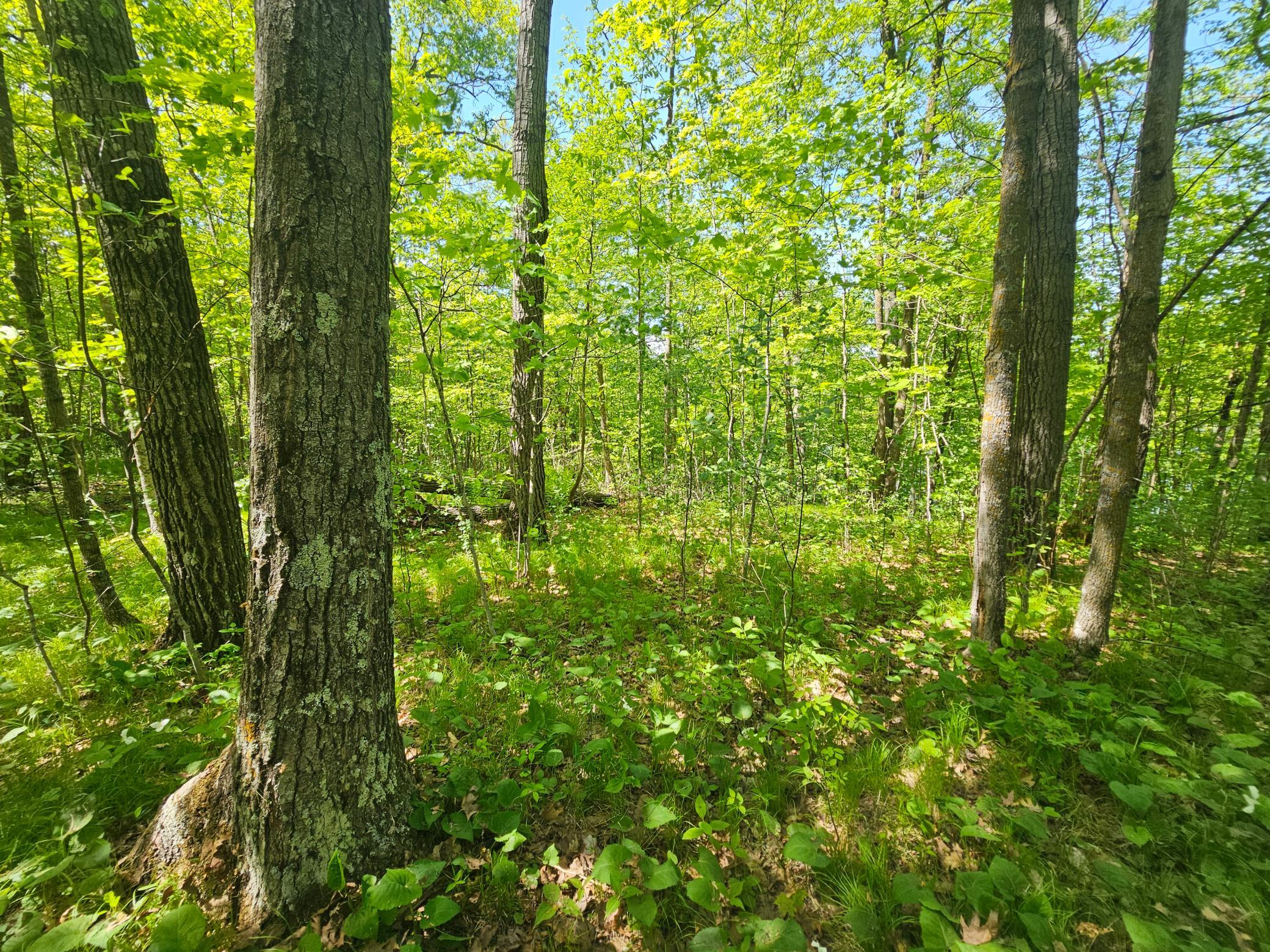 View of Land at TBD Tract B Swanson Road, Deerwood MN 56444, Deerwood (9 of 11) - Mike Wilen | Minnesota Team Real Estate