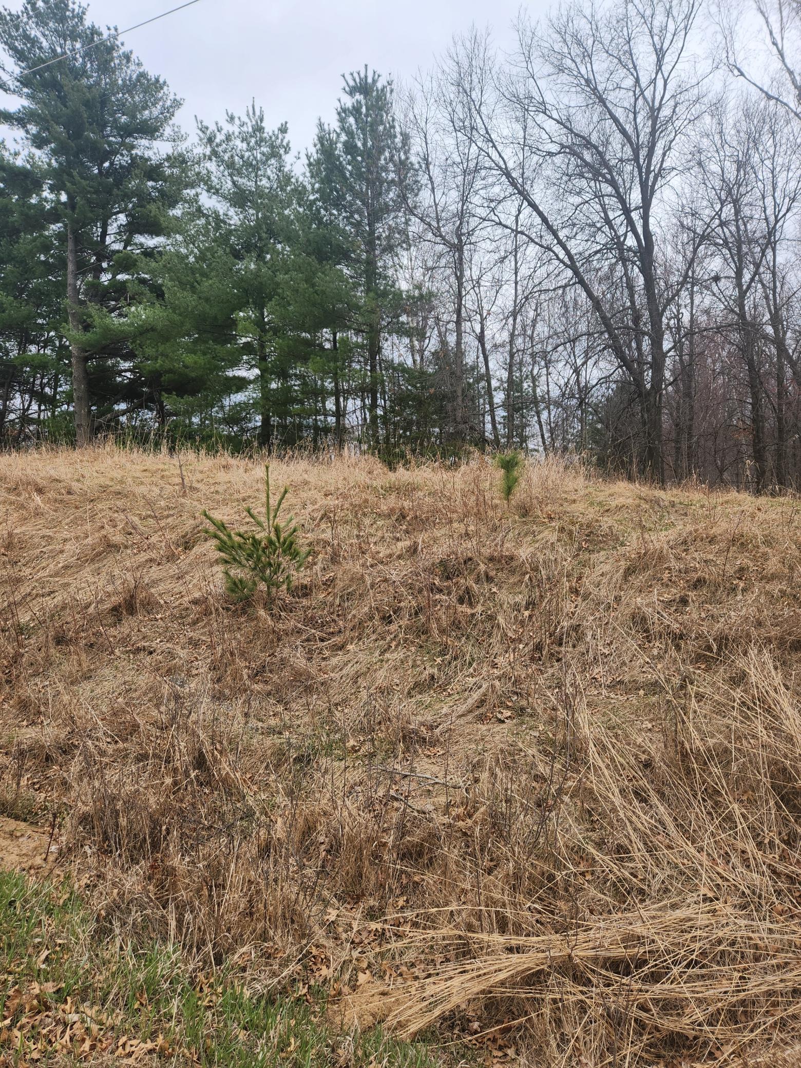 View of Land at 3650 253rd Avenue, Isanti MN 55040, Isanti (3 of 8) - Mike Wilen | Minnesota Team Real Estate