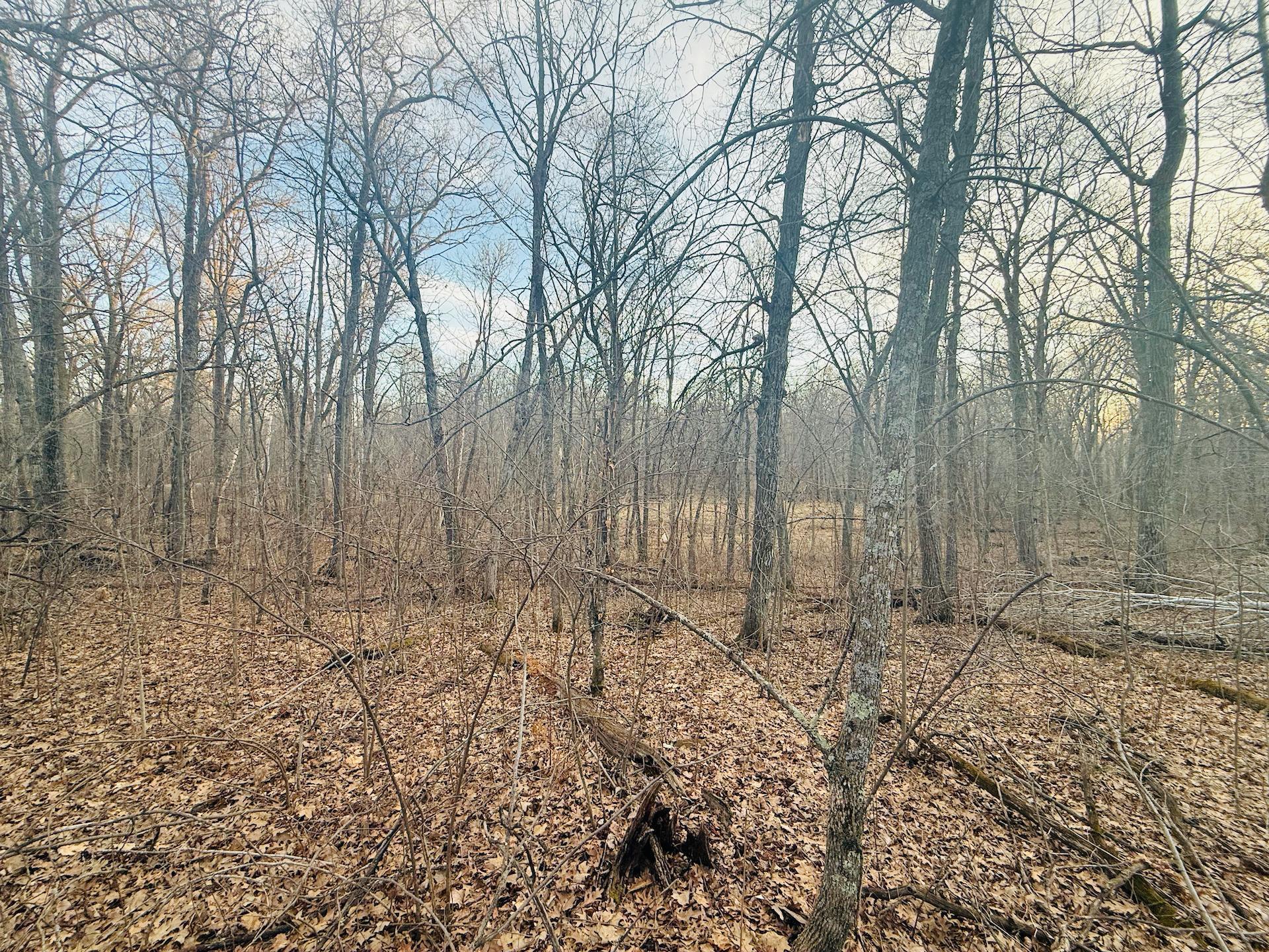 View of Land at TBD Ringneck Roost, Garrison MN 56450, Garrison (4 of 11) - Mike Wilen | Minnesota Team Real Estate