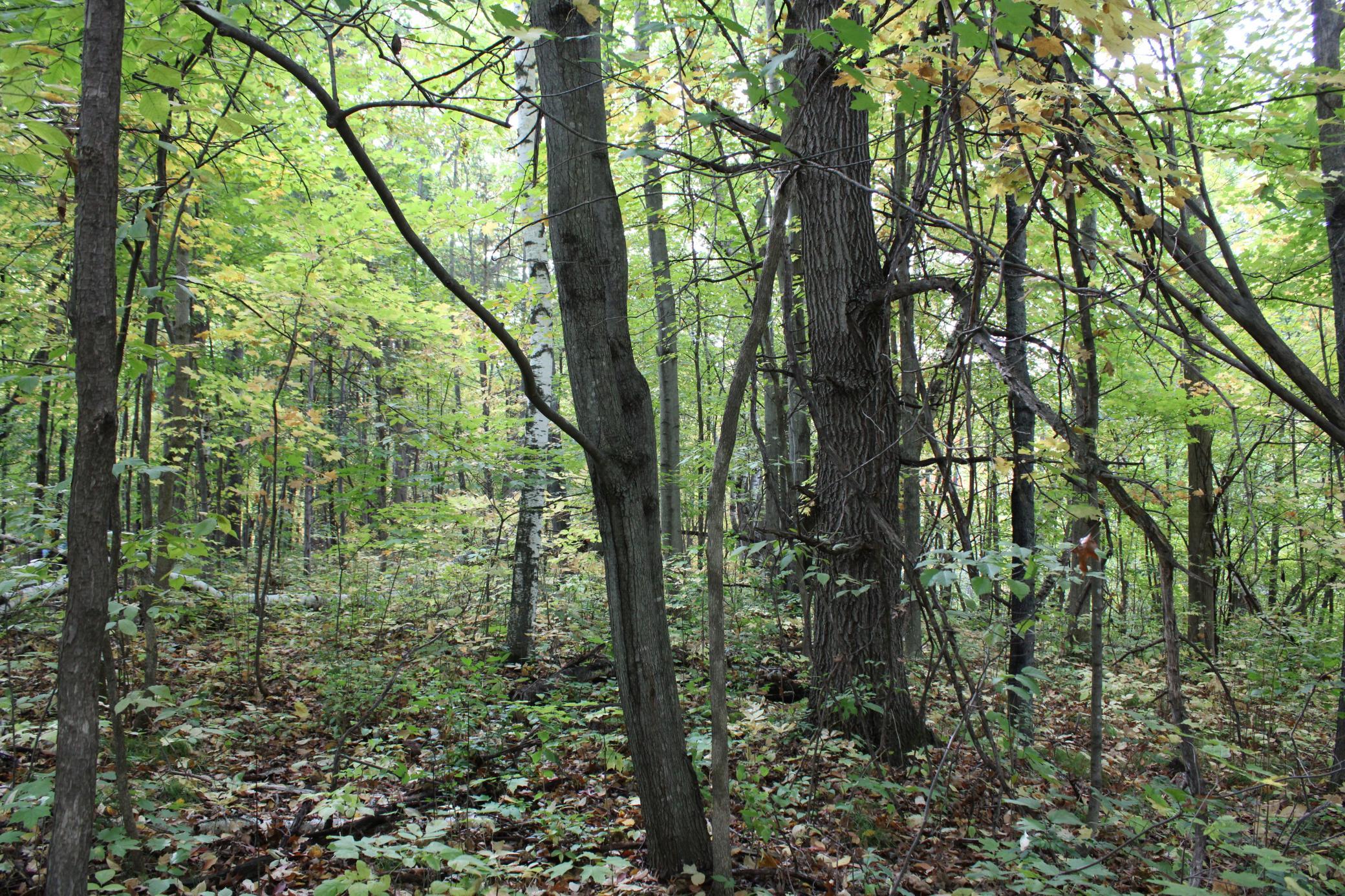 View of Land at 000 St Croix Trail, Taylors Falls MN 55084, Taylors Falls (3 of 12) - Mike Wilen | Minnesota Team Real Estate