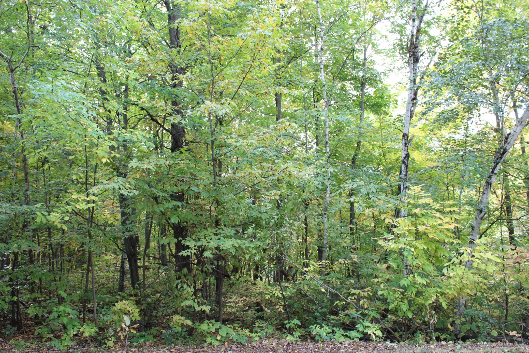 View of Land at 000 St Croix Trail, Taylors Falls MN 55084, Taylors Falls (2 of 12) - Mike Wilen | Minnesota Team Real Estate