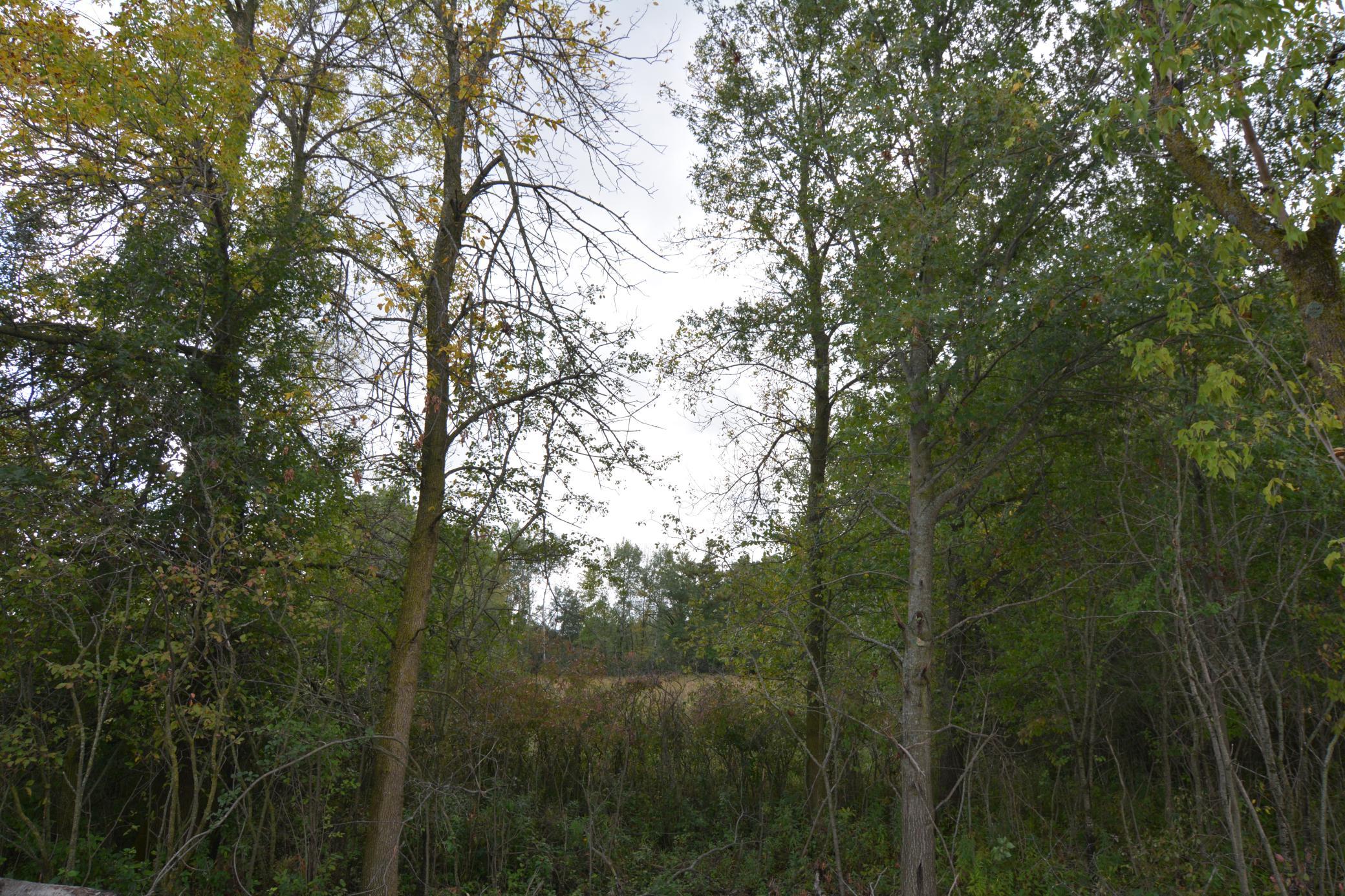 View of Land at TBD 130th Avenue, Milaca MN 56353, Milaca (6 of 14) - Mike Wilen | Minnesota Team Real Estate