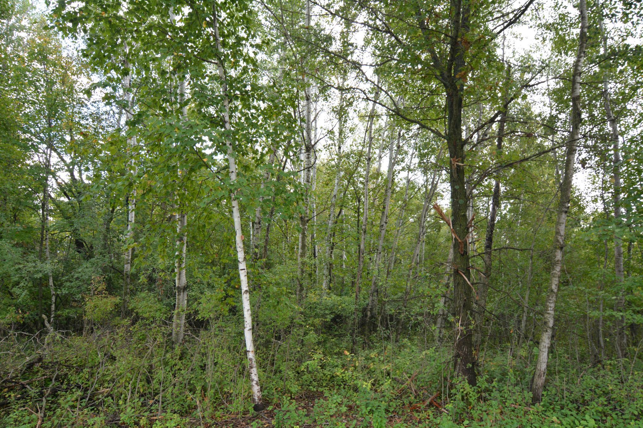 View of Land at TBD 130th Avenue, Milaca MN 56353, Milaca (9 of 14) - Mike Wilen | Minnesota Team Real Estate