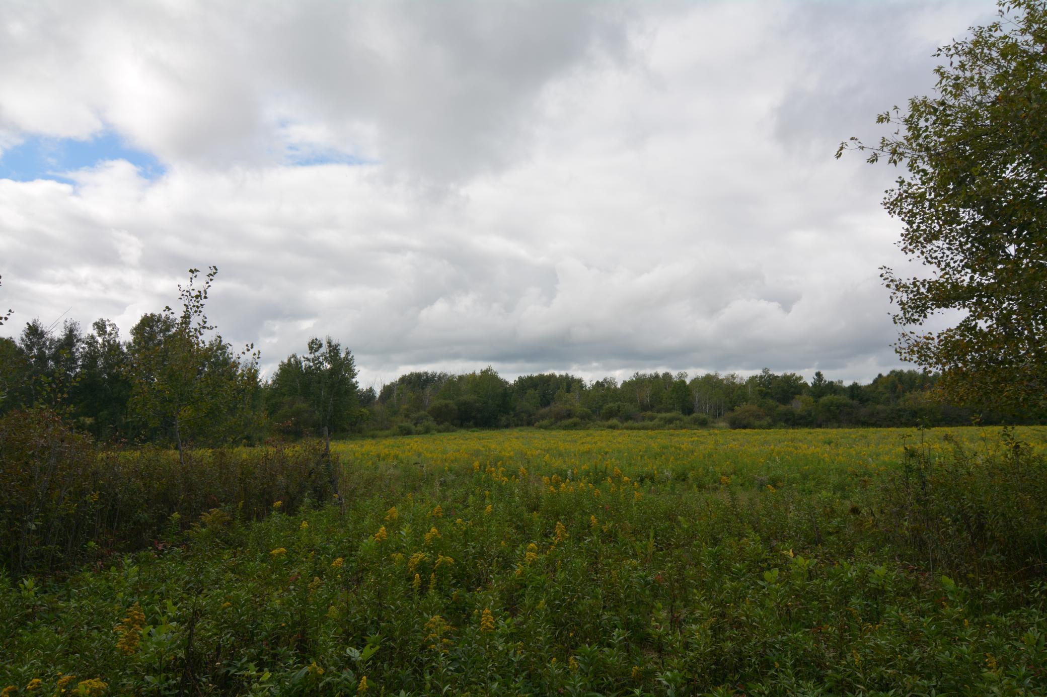 View of Land at TBD 130th Avenue, Milaca MN 56353, Milaca (10 of 14) - Mike Wilen | Minnesota Team Real Estate