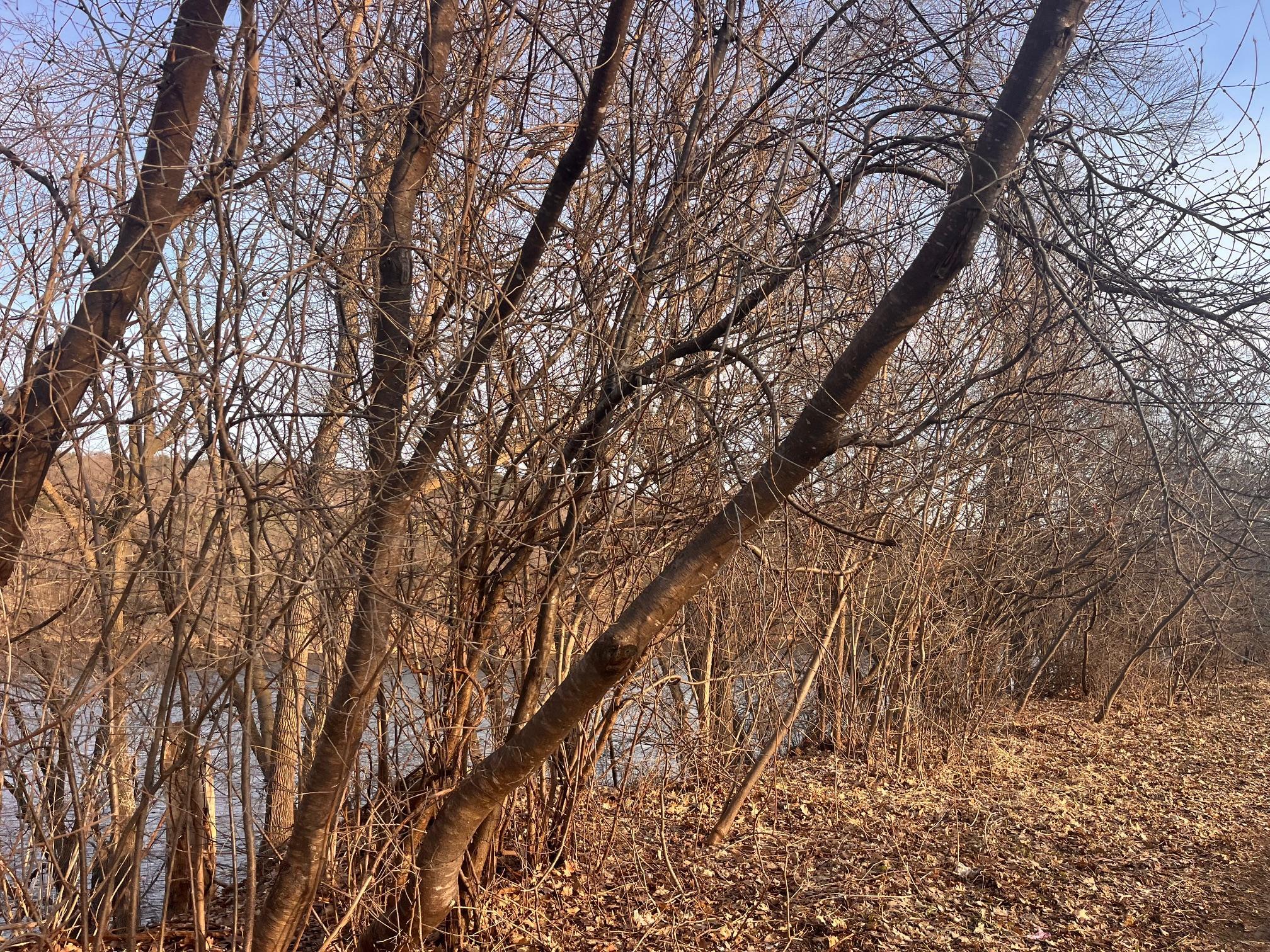 View of Land at 5xx River Street, Taylors Falls MN 55084, Taylors Falls - Mike Wilen | Minnesota Team Real Estate