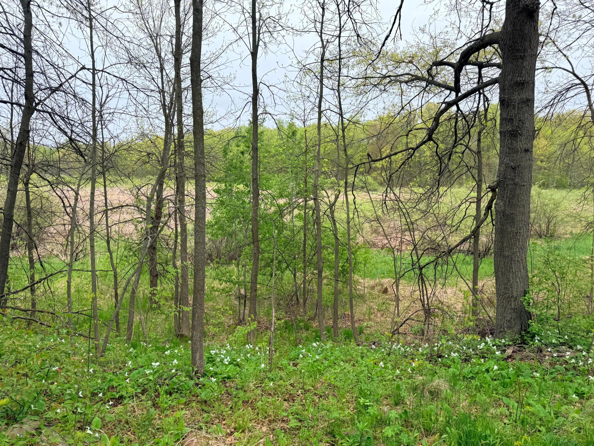 View of Land at 47292 Baffie Bend, Garrison MN 56450, Garrison (27 of 34) - Mike Wilen | Minnesota Team Real Estate