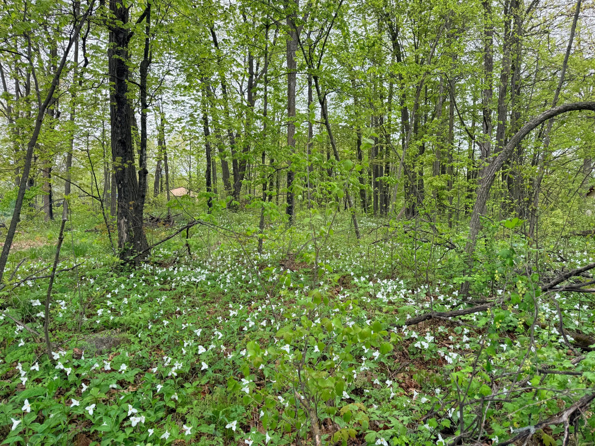 View of Land at 47292 Baffie Bend, Garrison MN 56450, Garrison (26 of 34) - Mike Wilen | Minnesota Team Real Estate