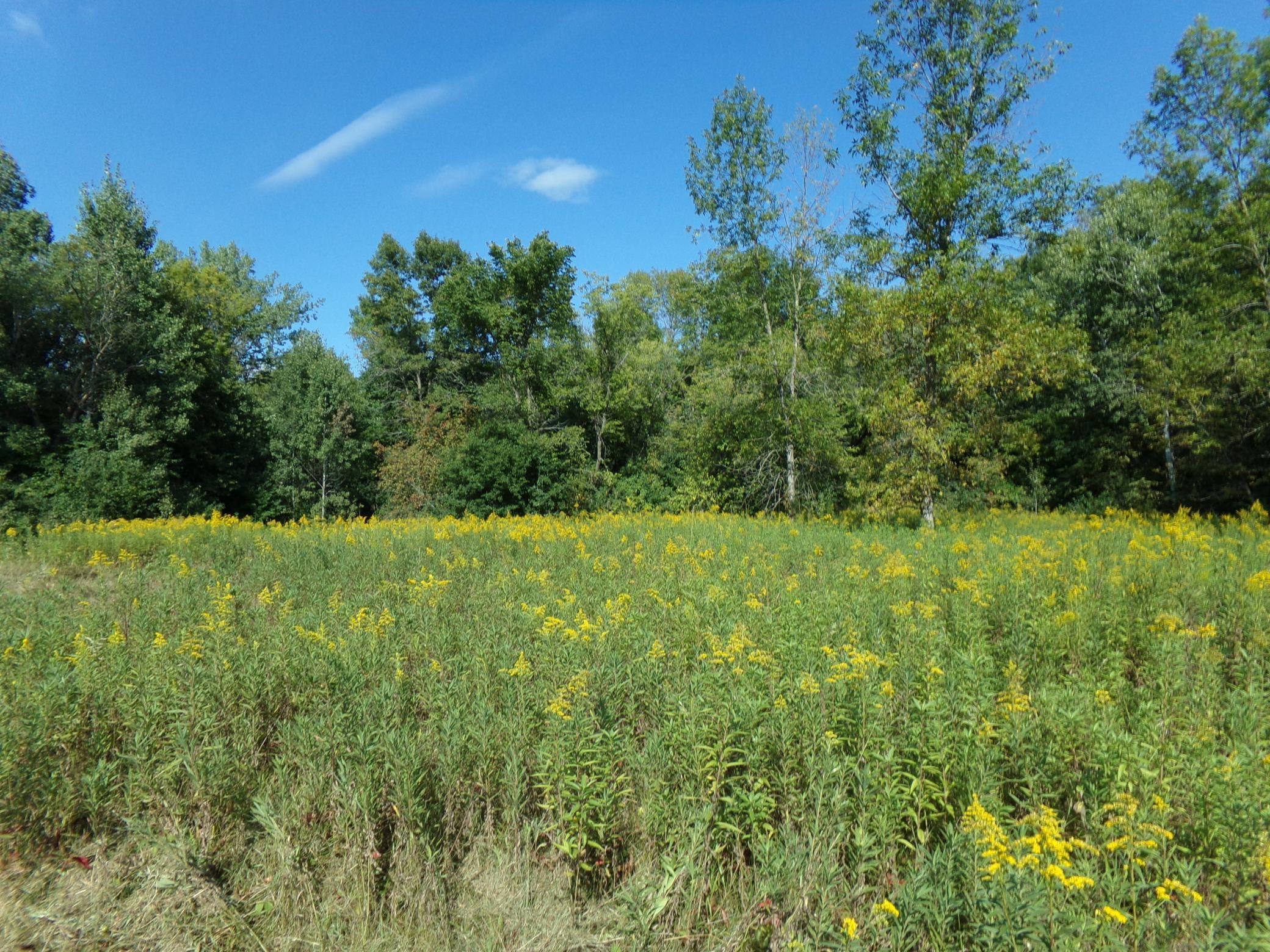 View of Land at 67xx Old Sawmill Road, Harris MN 55032, Harris (4 of 15) - Mike Wilen | Minnesota Team Real Estate