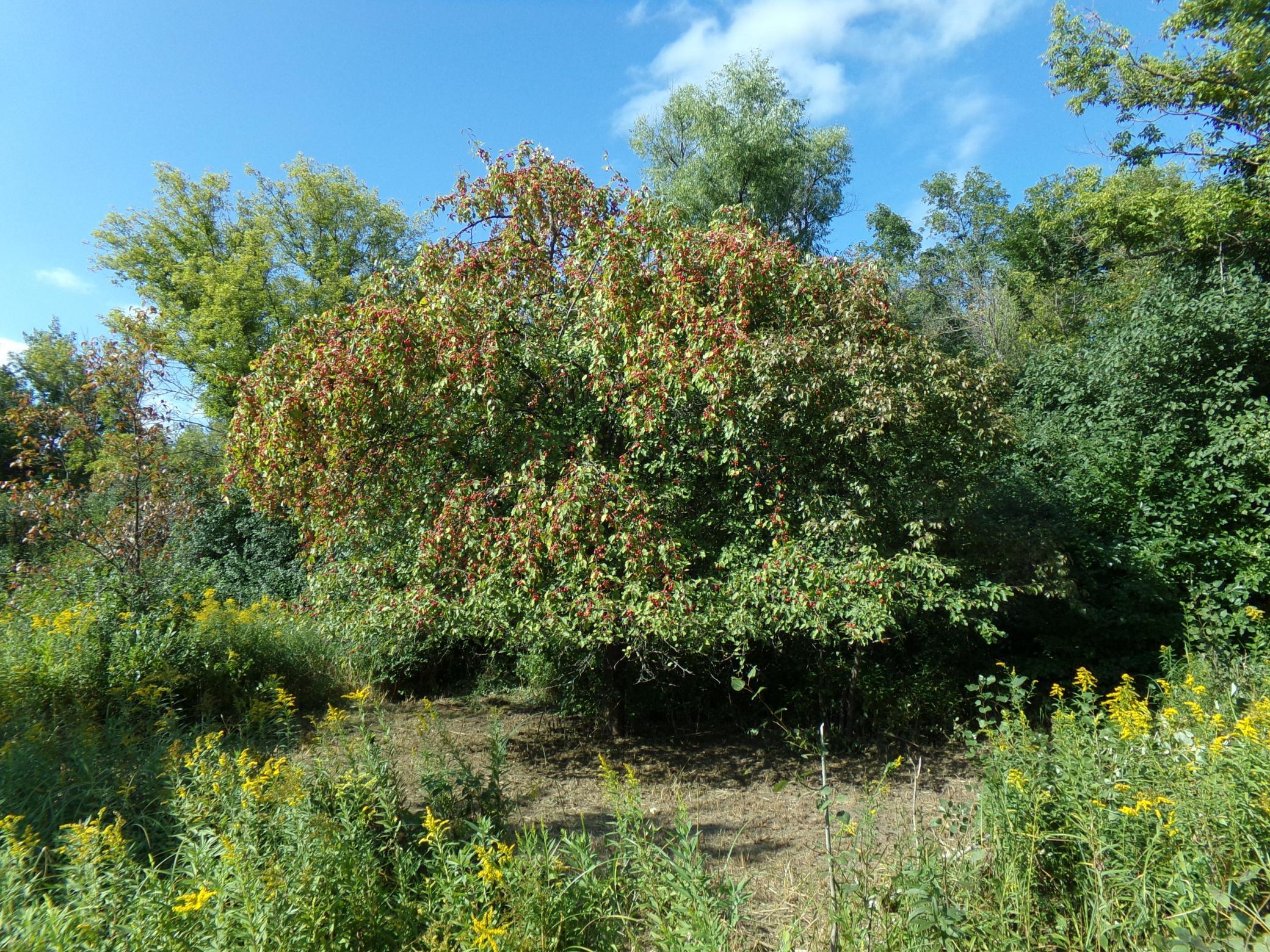 View of Land at 67xx Old Sawmill Road, Harris MN 55032, Harris (7 of 15) - Mike Wilen | Minnesota Team Real Estate