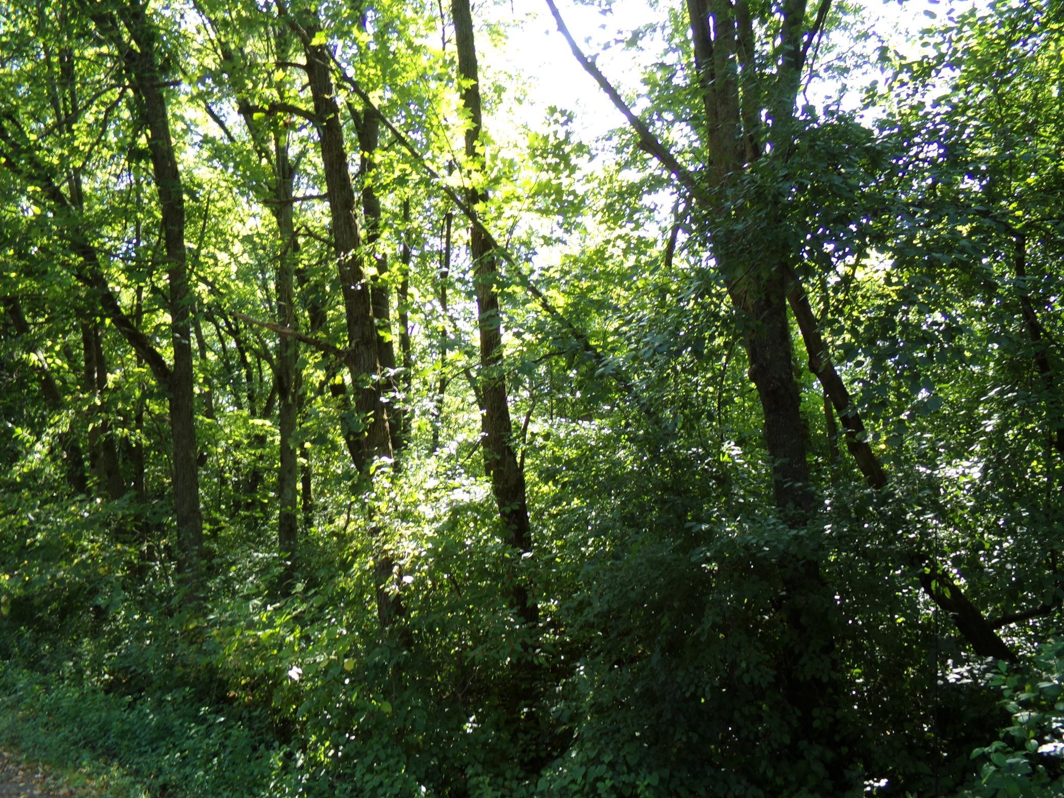 View of Land at 67xx Old Sawmill Road, Harris MN 55032, Harris (13 of 15) - Mike Wilen | Minnesota Team Real Estate