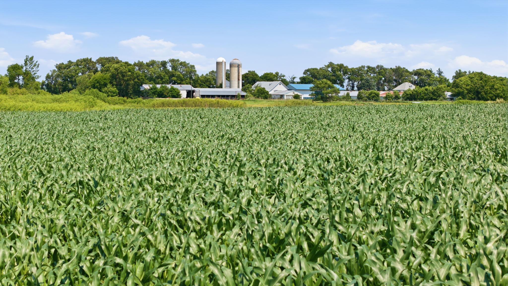 View of Farm at 21372 273rd Ave, Paynesville MN 56362, Paynesville (264 of 272) - Mike Wilen | Minnesota Team Real Estate