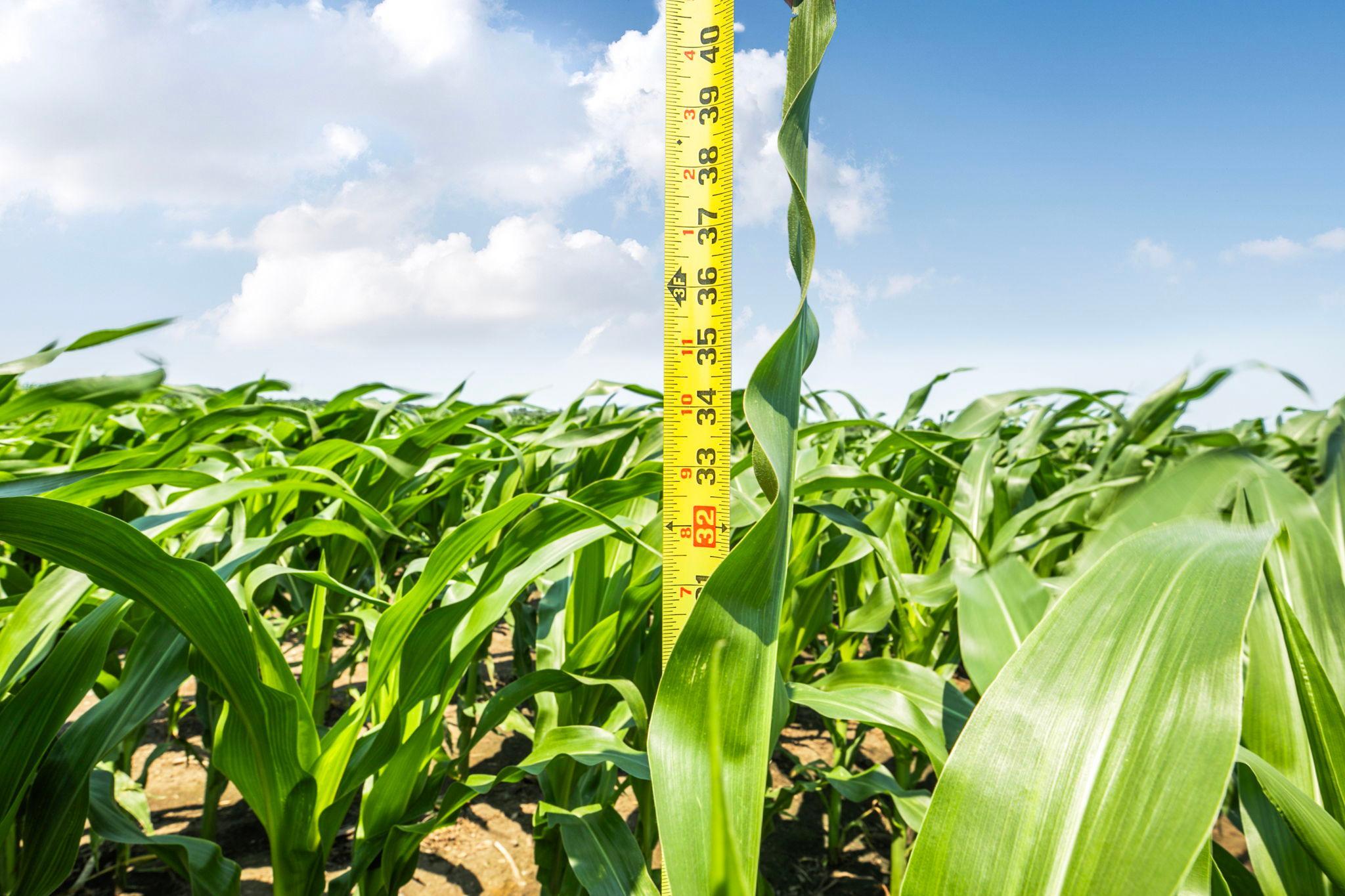 View of Farm at 21372 273rd Ave, Paynesville MN 56362, Paynesville (198 of 272) - Mike Wilen | Minnesota Team Real Estate