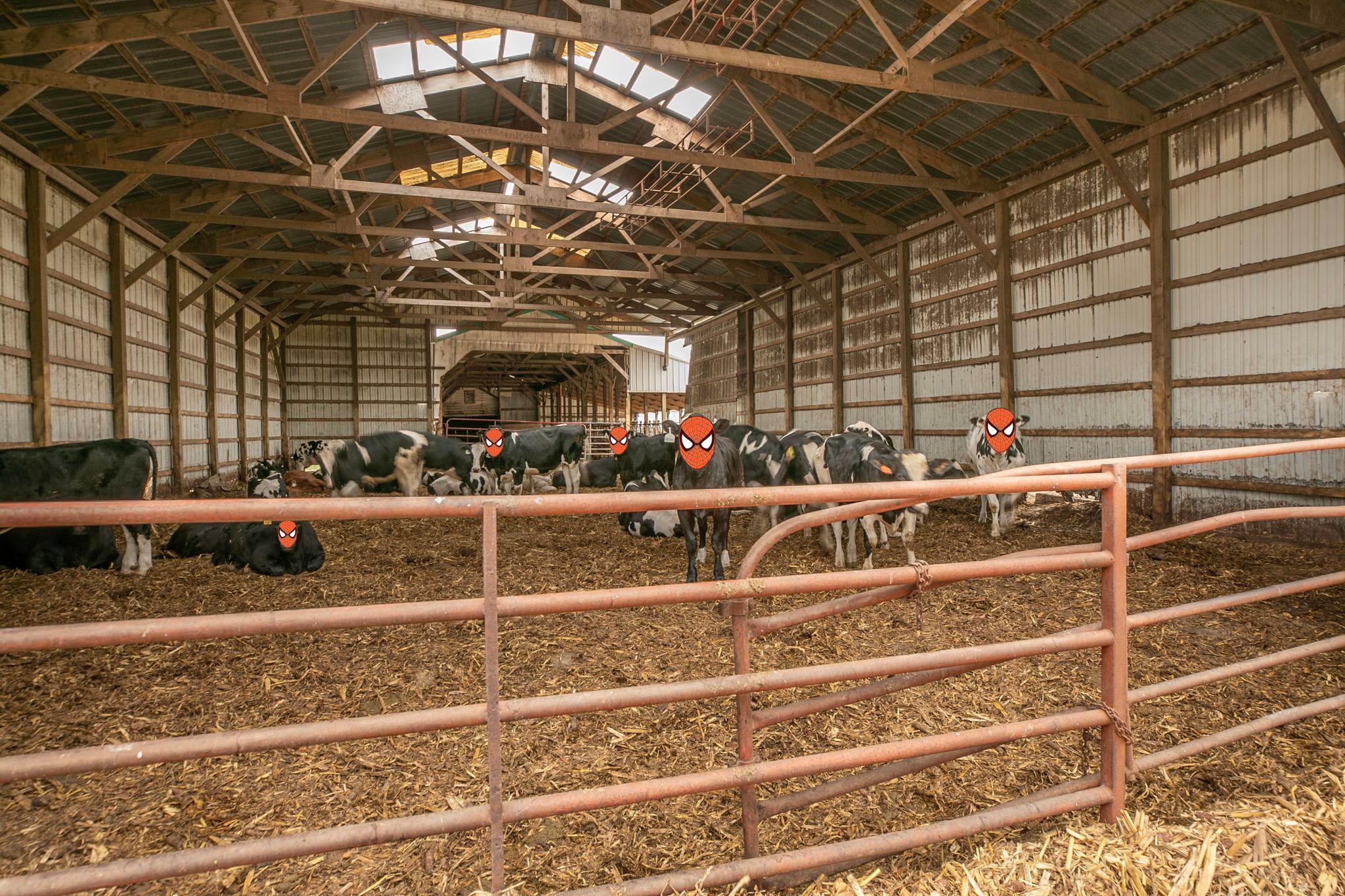 View of Farm at 21372 273rd Ave, Paynesville MN 56362, Paynesville (265 of 272) - Mike Wilen | Minnesota Team Real Estate