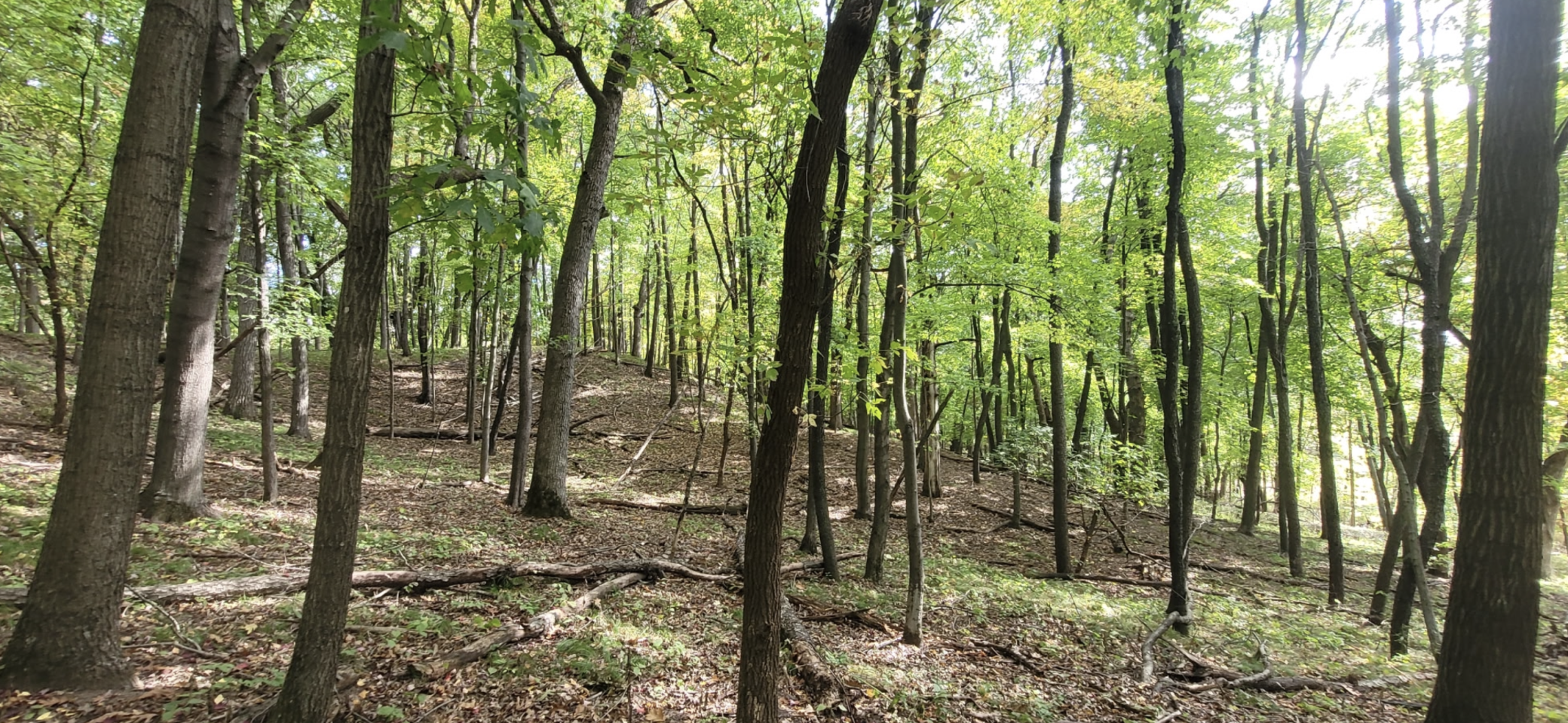 View of Land at 193XX Newgate Avenue, Marine On Saint Croix MN 55047, Marine On Saint Croix (19 of 20) - Mike Wilen | Minnesota Team Real Estate
