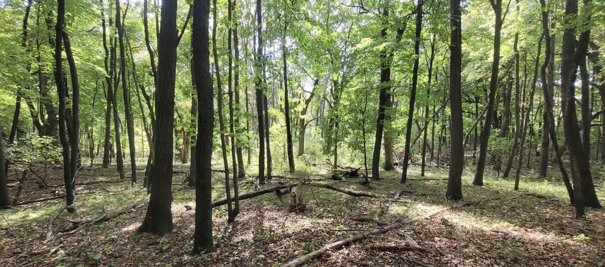 View of Land at 193XX Newgate Avenue, Marine On Saint Croix MN 55047, Marine On Saint Croix (18 of 20) - Mike Wilen | Minnesota Team Real Estate