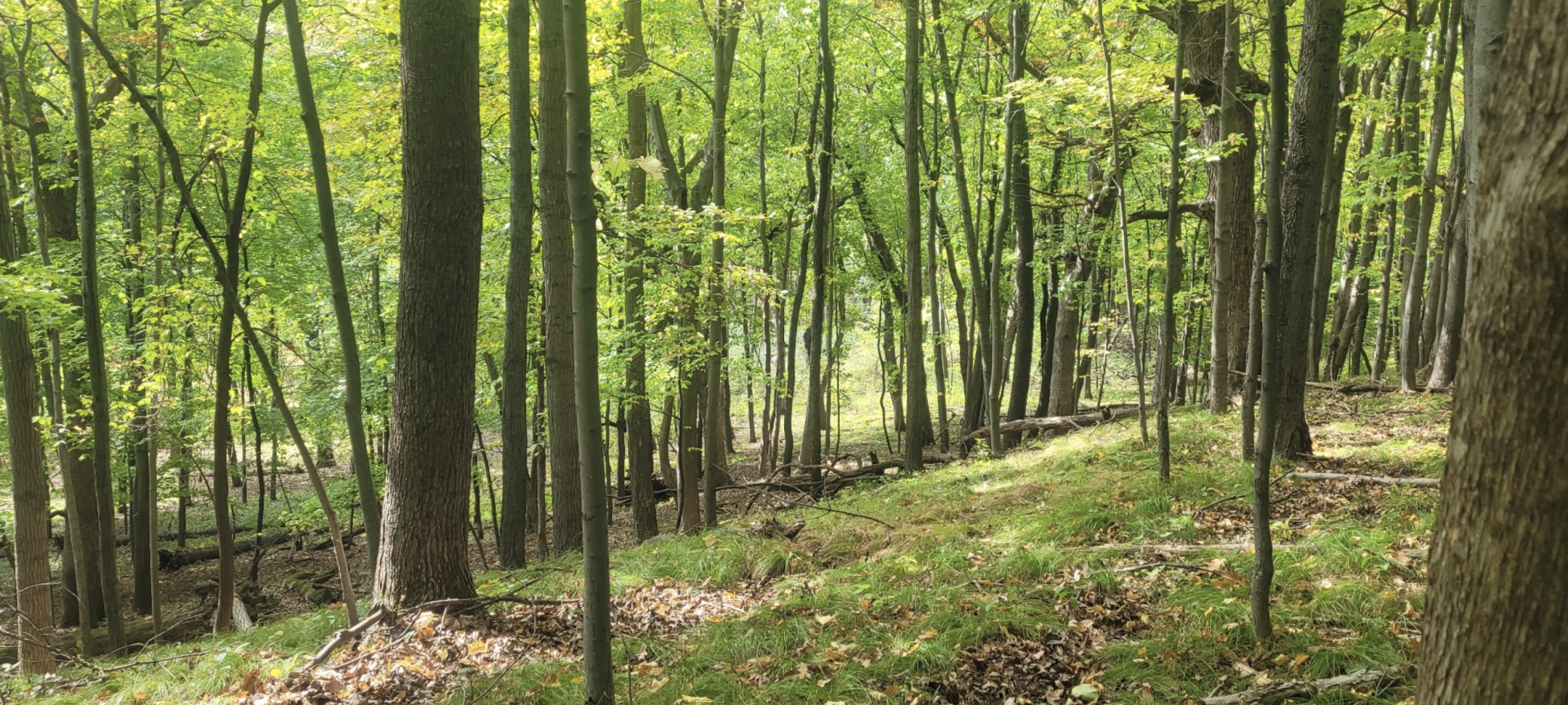 View of Land at 193XX Newgate Avenue, Marine On Saint Croix MN 55047, Marine On Saint Croix (17 of 20) - Mike Wilen | Minnesota Team Real Estate