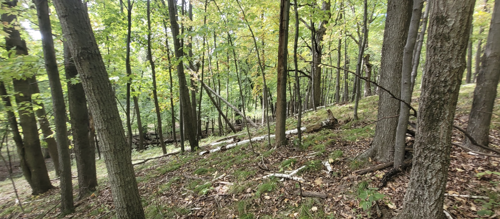 View of Land at 193XX Newgate Avenue, Marine On Saint Croix MN 55047, Marine On Saint Croix (16 of 20) - Mike Wilen | Minnesota Team Real Estate