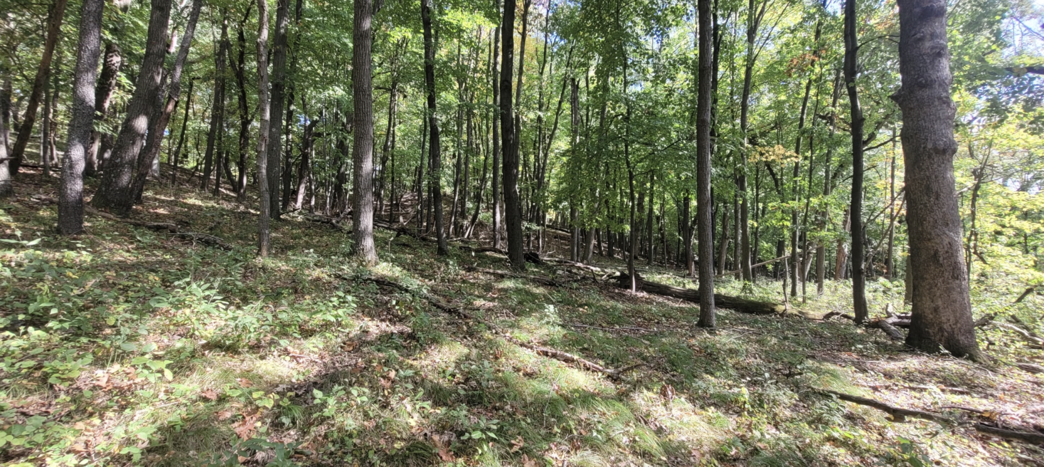 View of Land at 193XX Newgate Avenue, Marine On Saint Croix MN 55047, Marine On Saint Croix (14 of 20) - Mike Wilen | Minnesota Team Real Estate