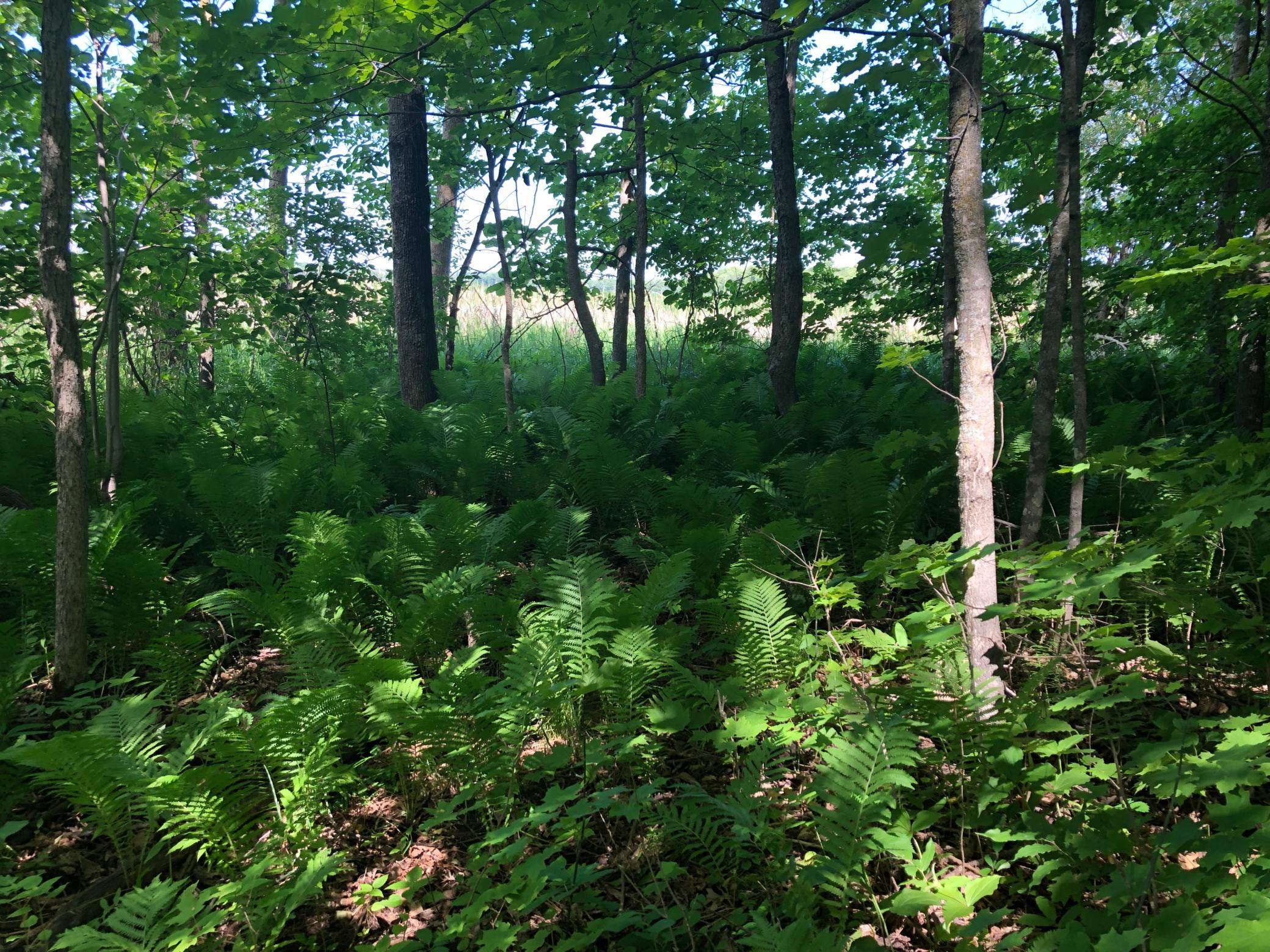 View of Land at TBD 388th St, Onamia MN 56359, Onamia (10 of 56) - Mike Wilen | Minnesota Team Real Estate