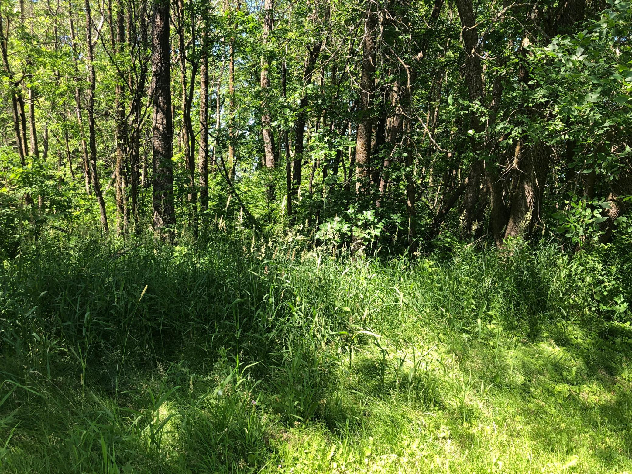 View of Land at TBD 388th St, Onamia MN 56359, Onamia (11 of 56) - Mike Wilen | Minnesota Team Real Estate