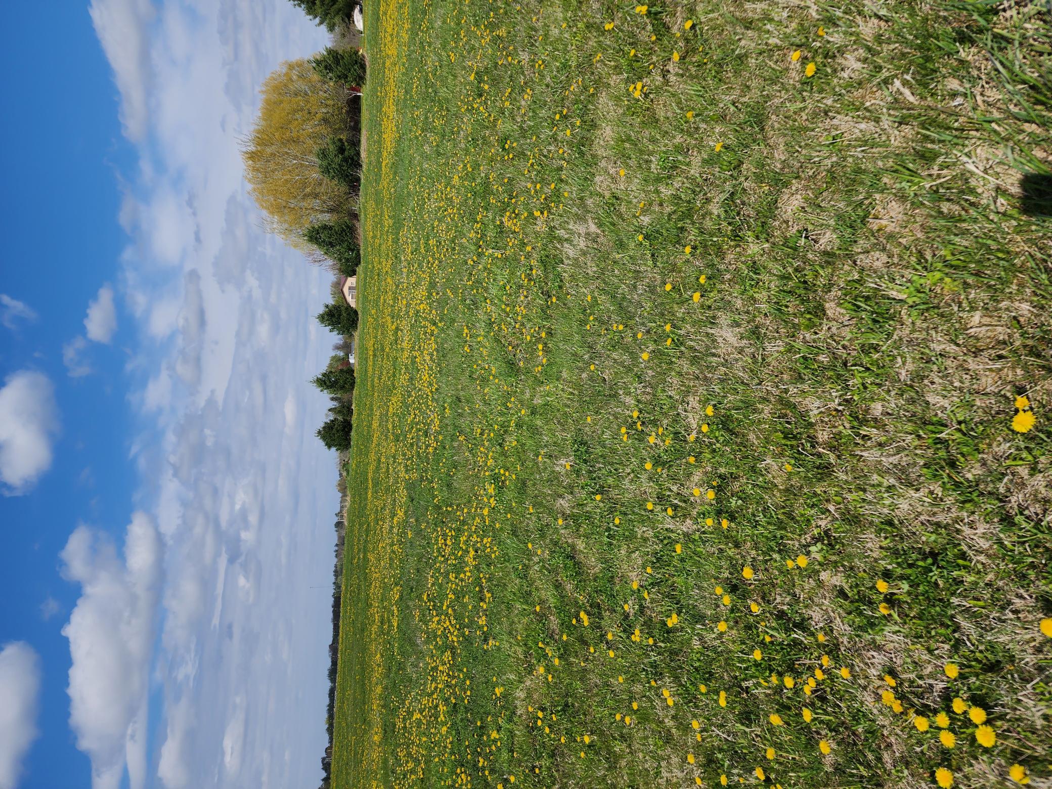 View of Land at 7160 149th Street, Milaca MN 56353, Milaca (20 of 24) - Mike Wilen | Minnesota Team Real Estate