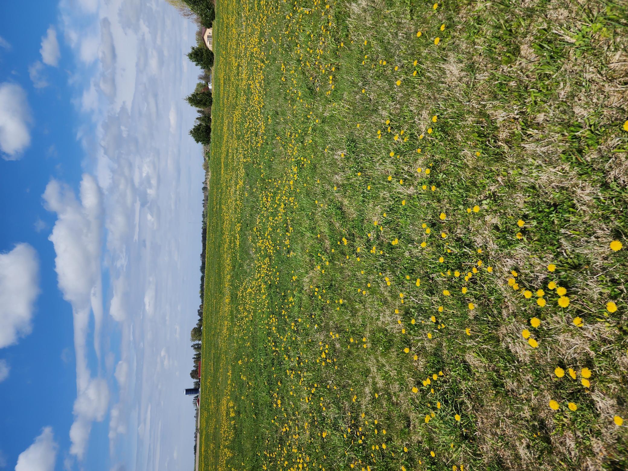 View of Land at 7160 149th Street, Milaca MN 56353, Milaca (17 of 24) - Mike Wilen | Minnesota Team Real Estate