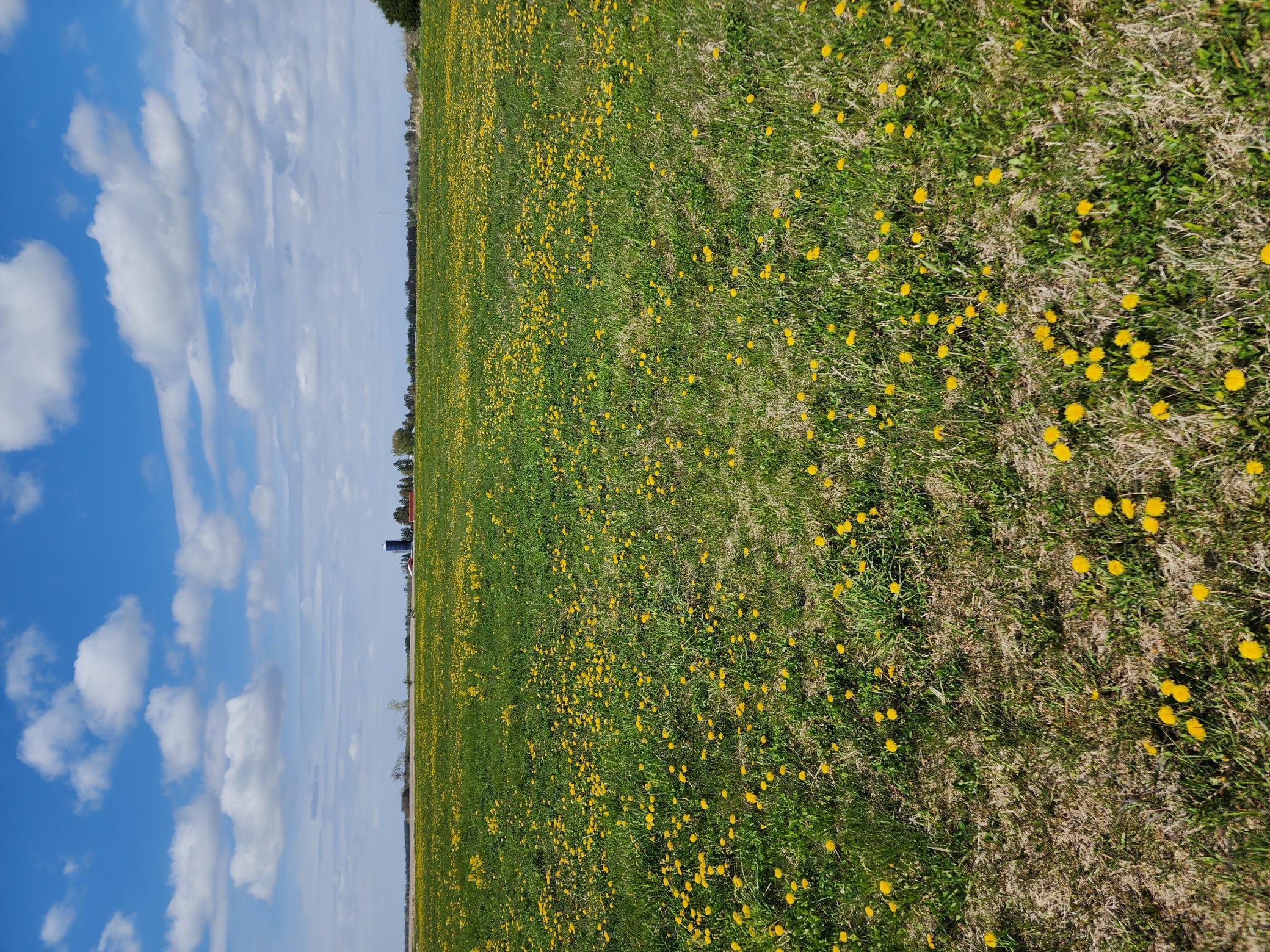 View of Land at 7160 149th Street, Milaca MN 56353, Milaca (16 of 24) - Mike Wilen | Minnesota Team Real Estate