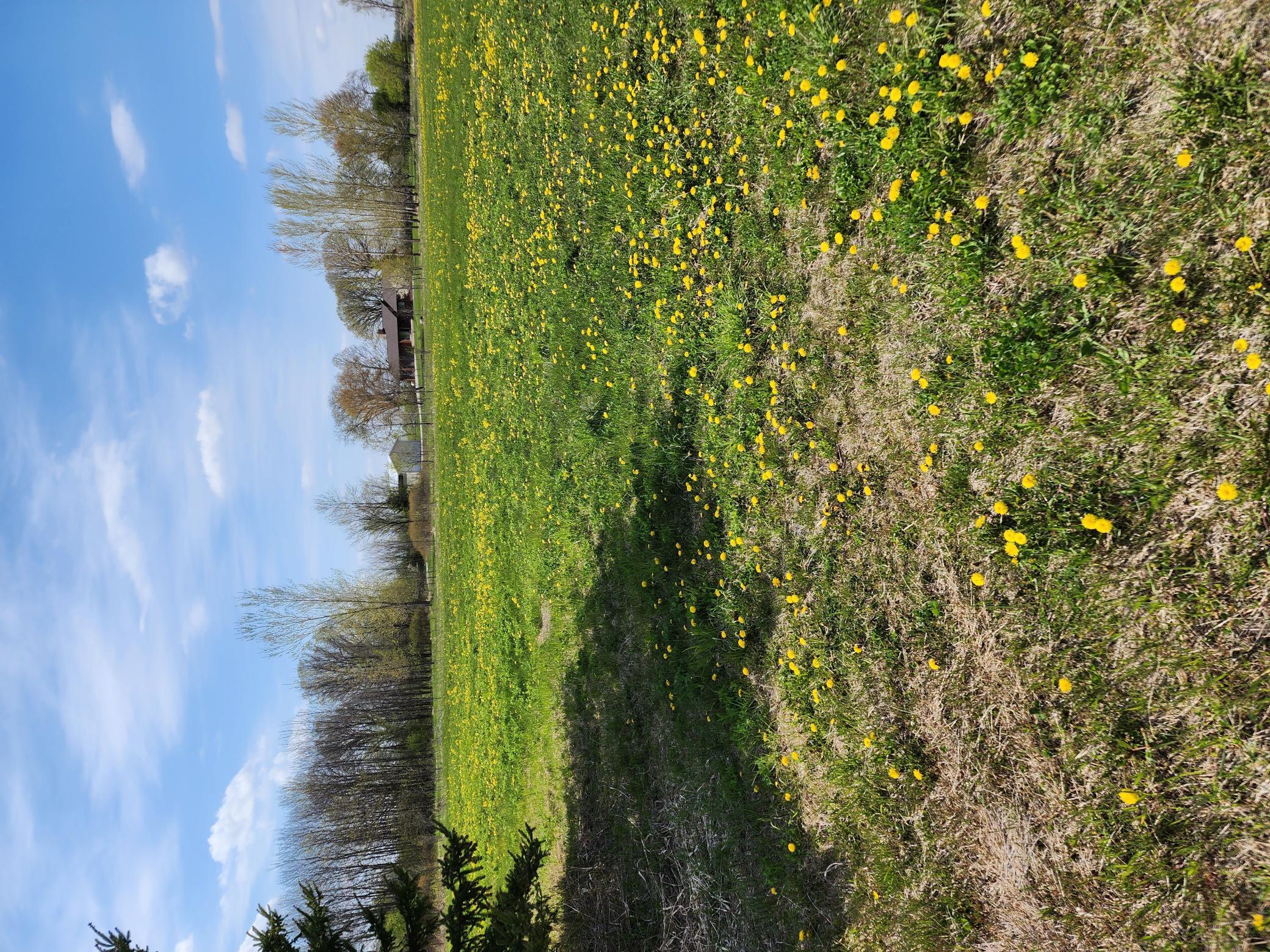 View of Land at 7160 149th Street, Milaca MN 56353, Milaca (14 of 24) - Mike Wilen | Minnesota Team Real Estate