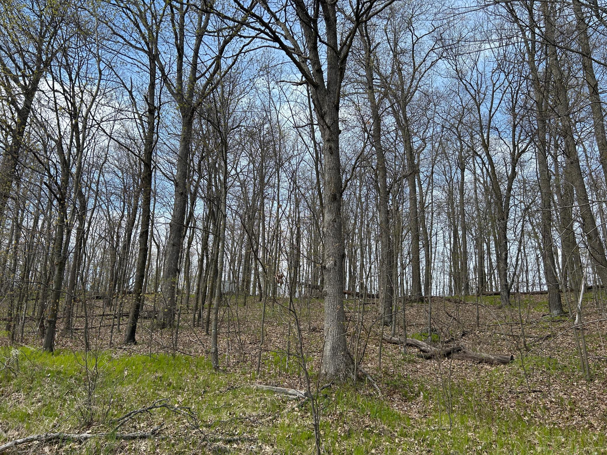 View of Land at 51XX Banyan Drive, Garrison MN 56450, Garrison (4 of 6) - Mike Wilen | Minnesota Team Real Estate