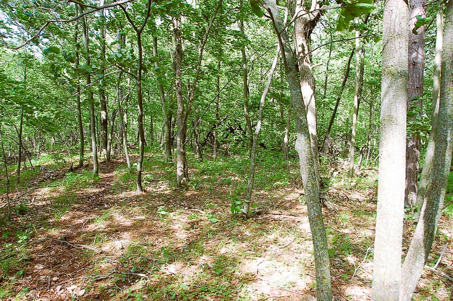 View of Land at TBD Rognaldson Road, Brainerd MN 56401, Brainerd (13 of 18) - Mike Wilen | Minnesota Team Real Estate