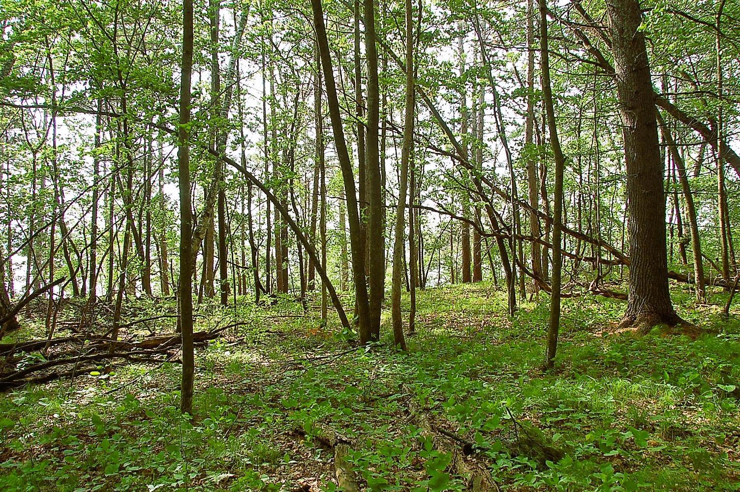 View of Land at TBD Rognaldson Road, Brainerd MN 56401, Brainerd (10 of 18) - Mike Wilen | Minnesota Team Real Estate