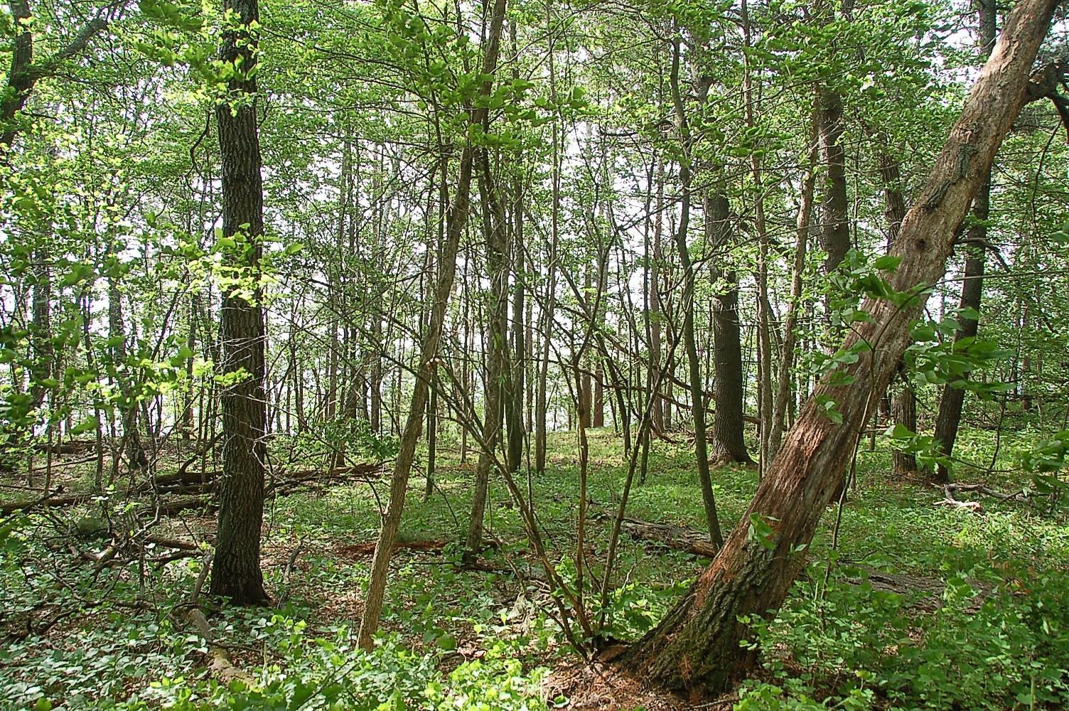 View of Land at TBD Rognaldson Road, Brainerd MN 56401, Brainerd (11 of 18) - Mike Wilen | Minnesota Team Real Estate
