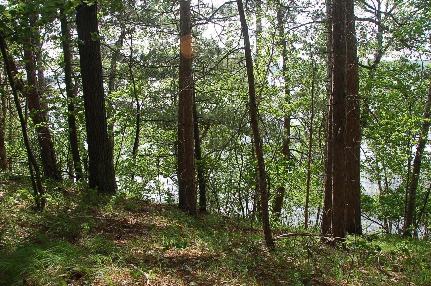 View of Land at TBD Rognaldson Road, Brainerd MN 56401, Brainerd (5 of 18) - Mike Wilen | Minnesota Team Real Estate