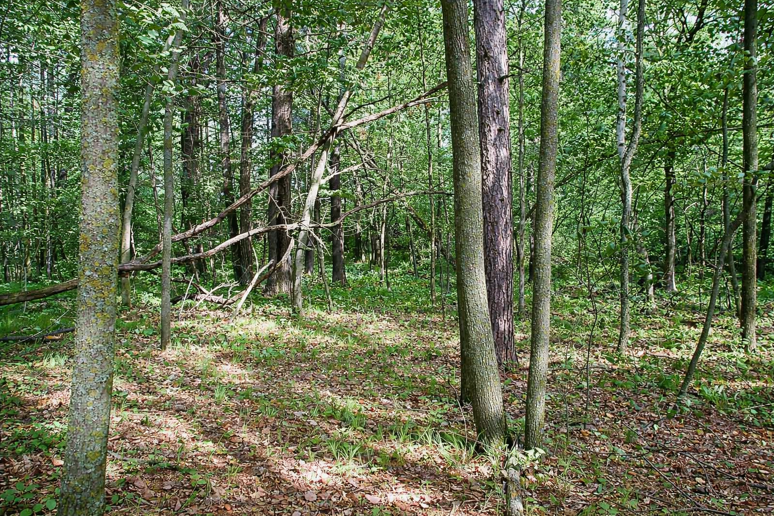 View of Land at TBD Rognaldson Road, Brainerd MN 56401, Brainerd (12 of 18) - Mike Wilen | Minnesota Team Real Estate