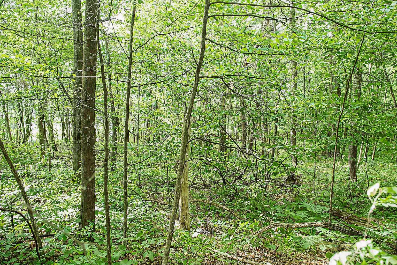View of Land at TBD Rognaldson Road, Brainerd MN 56401, Brainerd (15 of 18) - Mike Wilen | Minnesota Team Real Estate